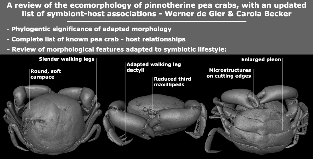 Diversity Free Full Text A Review Of The Ecomorphology Of Pinnotherine Pea Crabs Brachyura Pinnotheridae With An Updated List Of Symbiont Host Associations Html