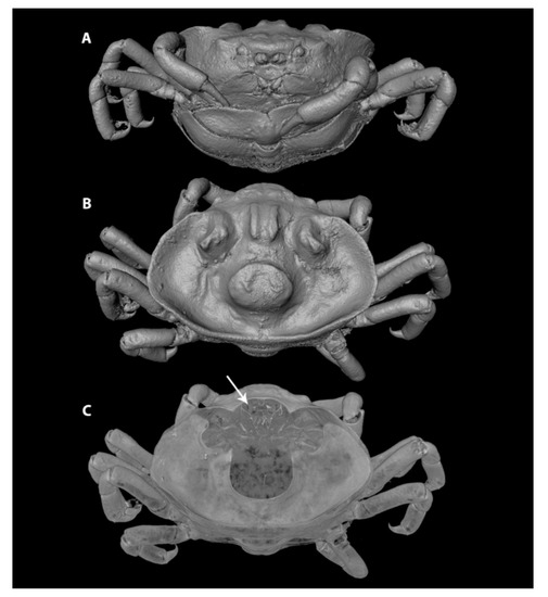  Living Aquarium, Vol. 2 : n/a, Stephen D. Spivak