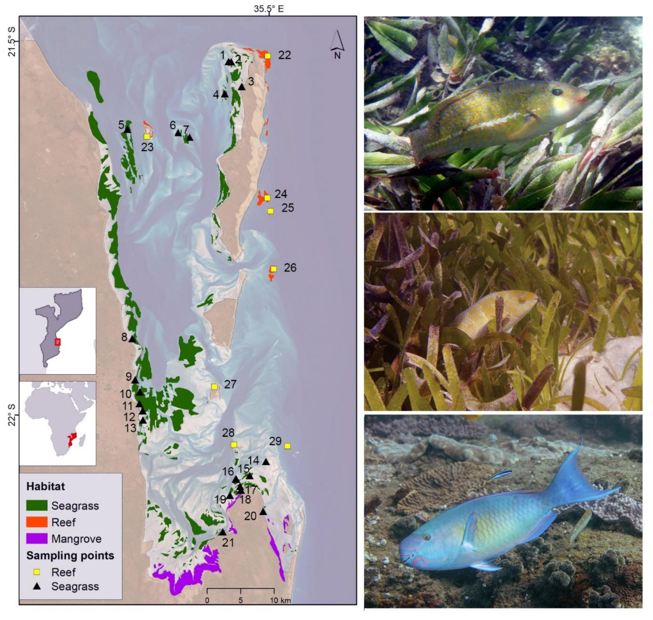 Diversity 12 00434 g001 Diversity 12 00434 g001