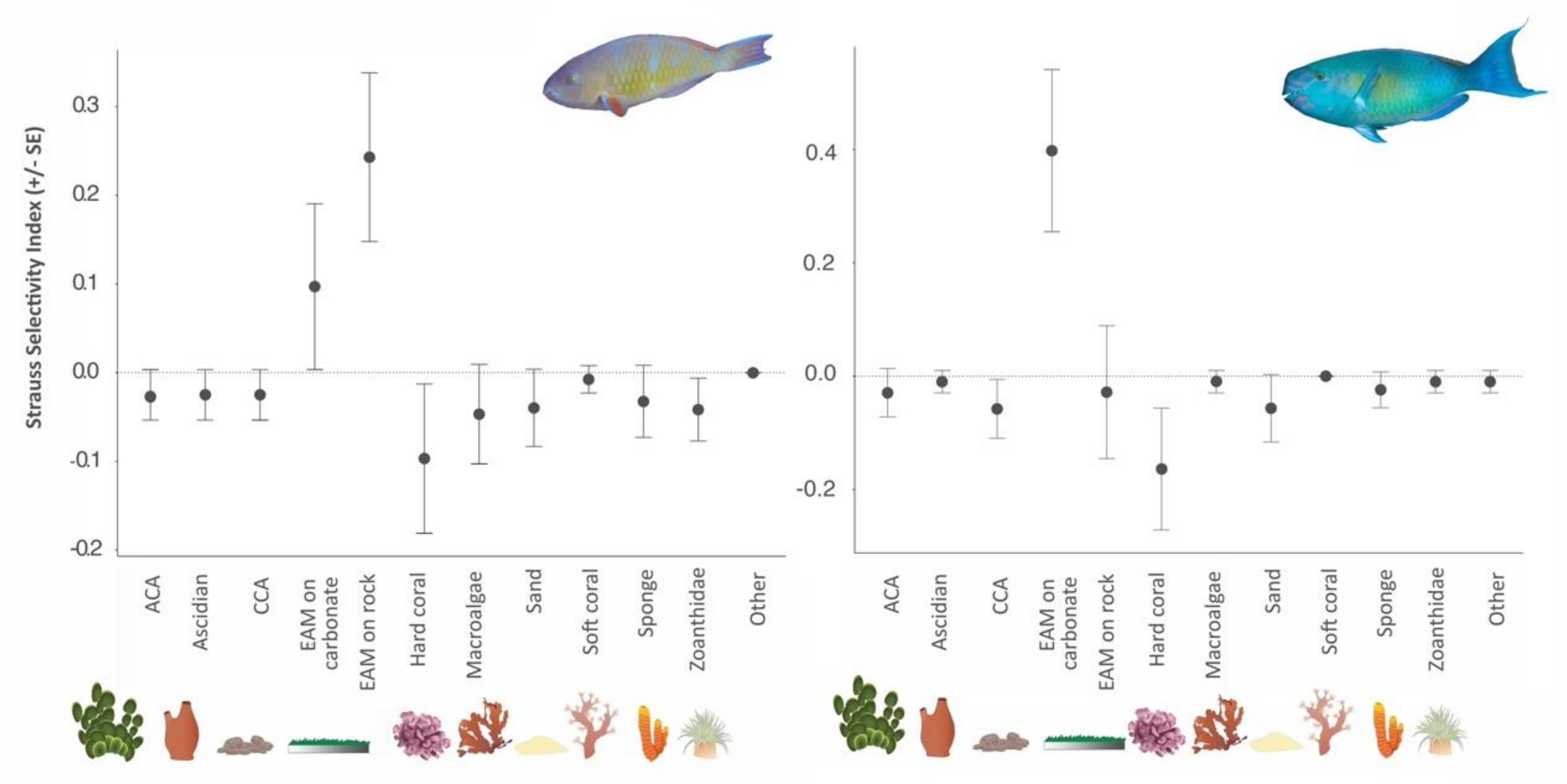 Diversity 12 00434 g004 Diversity 12 00434 g004