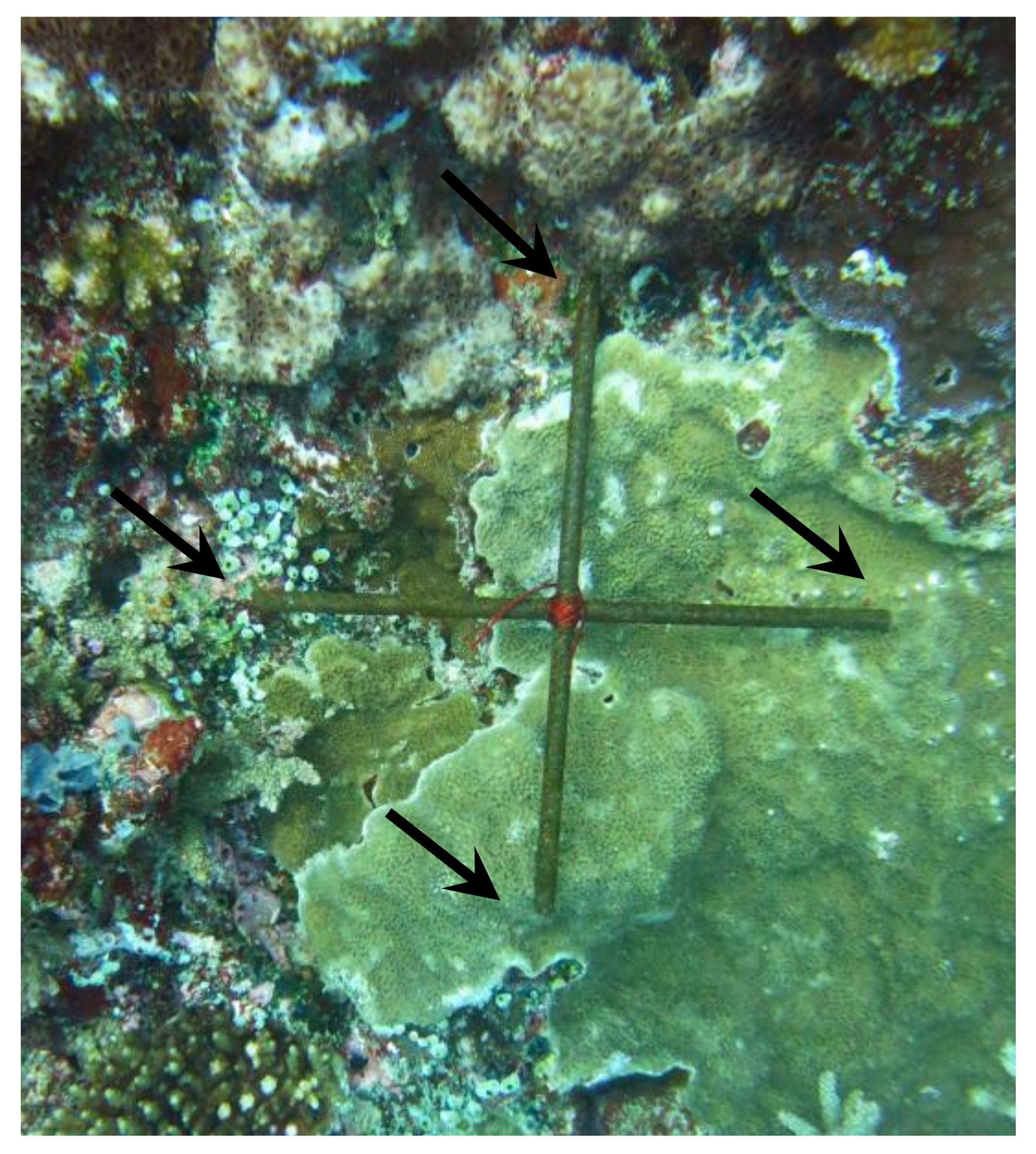 Diversity 12 00434 g0a2 Diversity 12 00434 g0a2