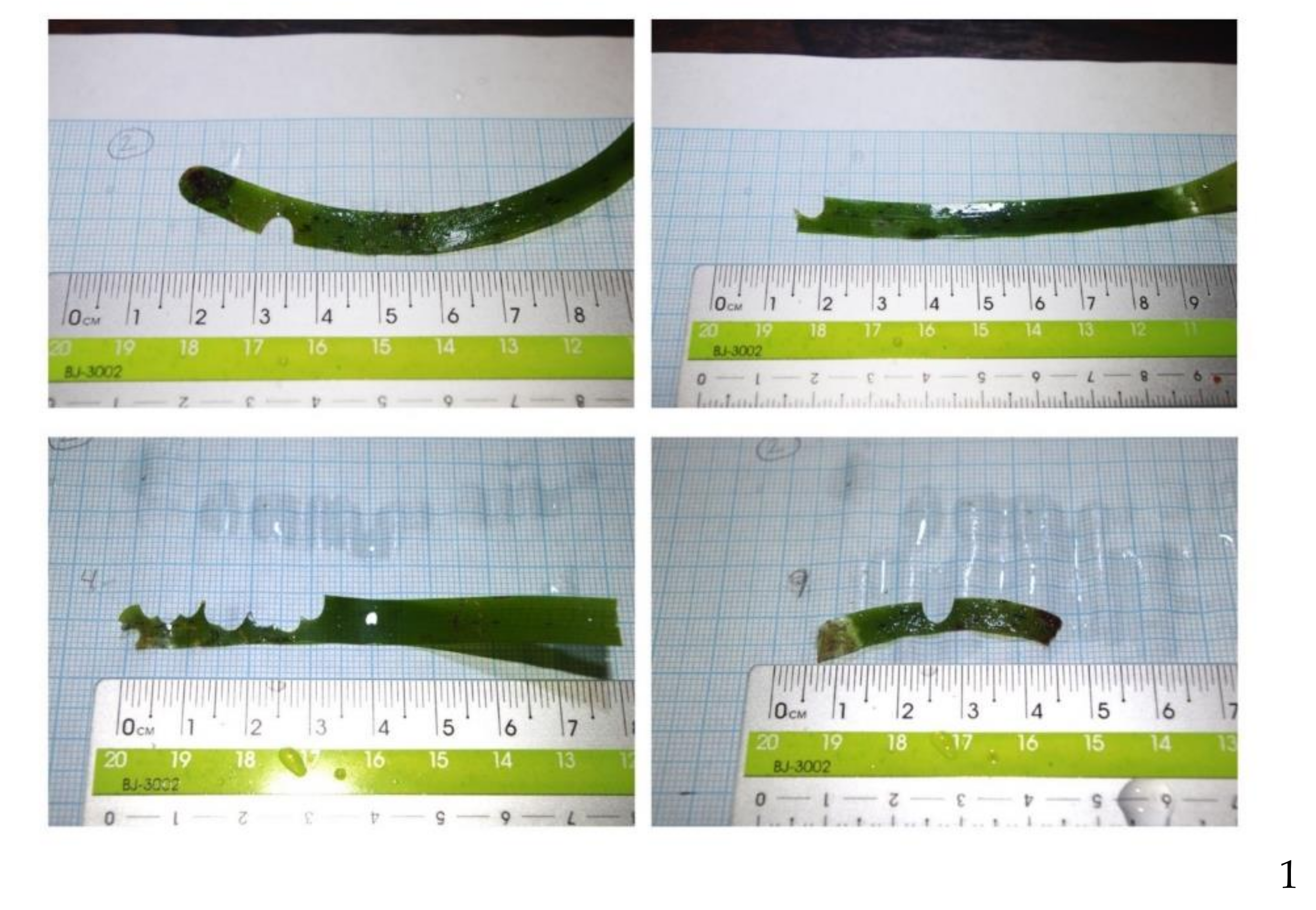 Diversity 12 00434 g0a6 Diversity 12 00434 g0a6