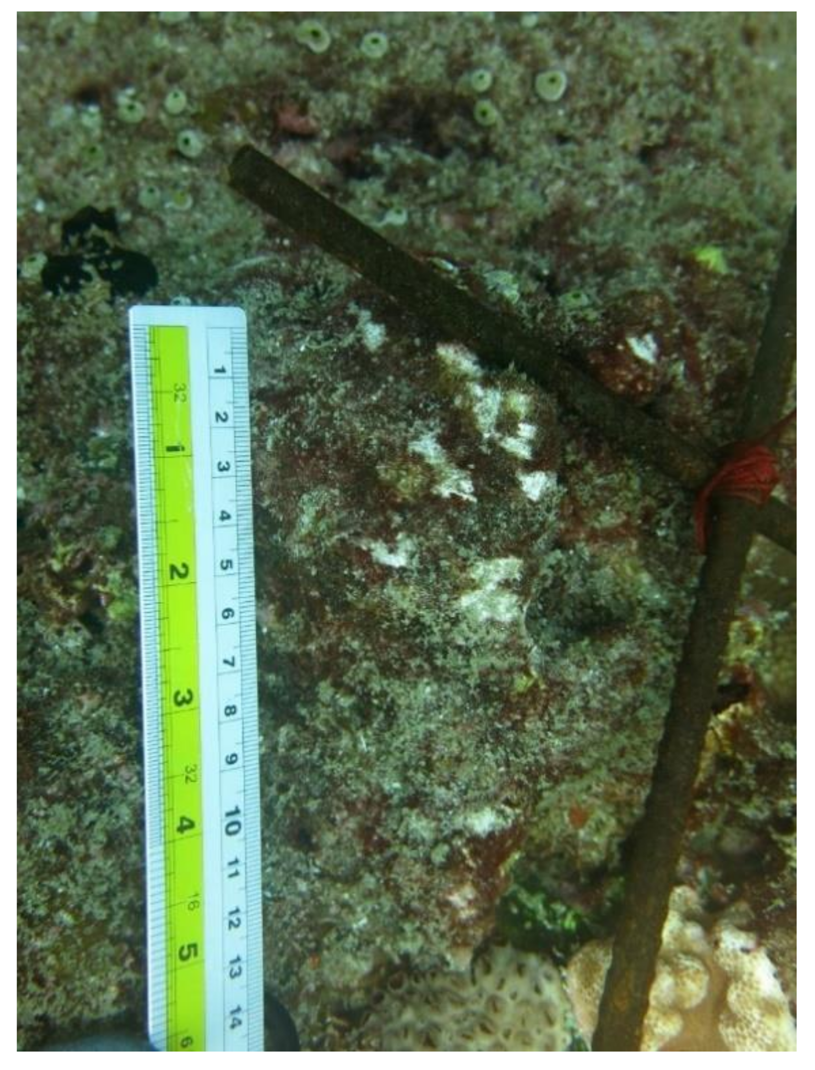 Diversity 12 00434 g0a7 Diversity 12 00434 g0a7