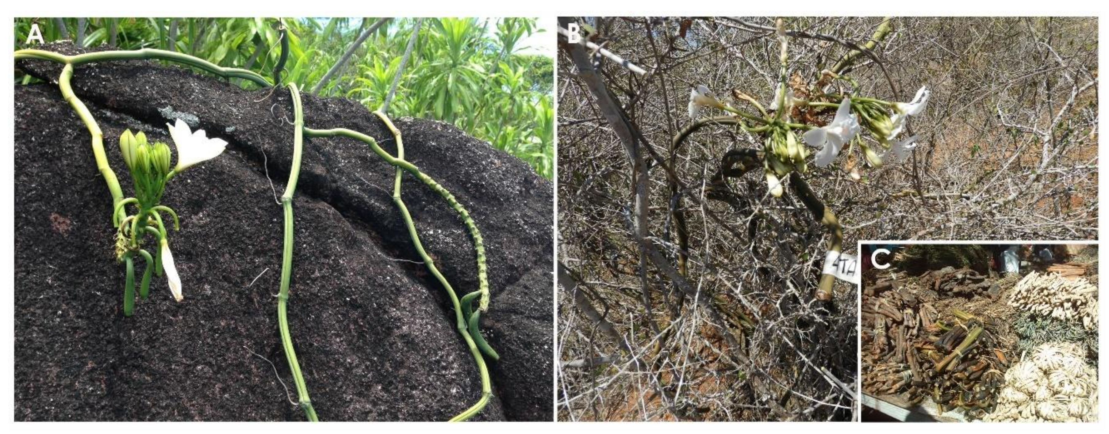 Diversity 12 00443 g003