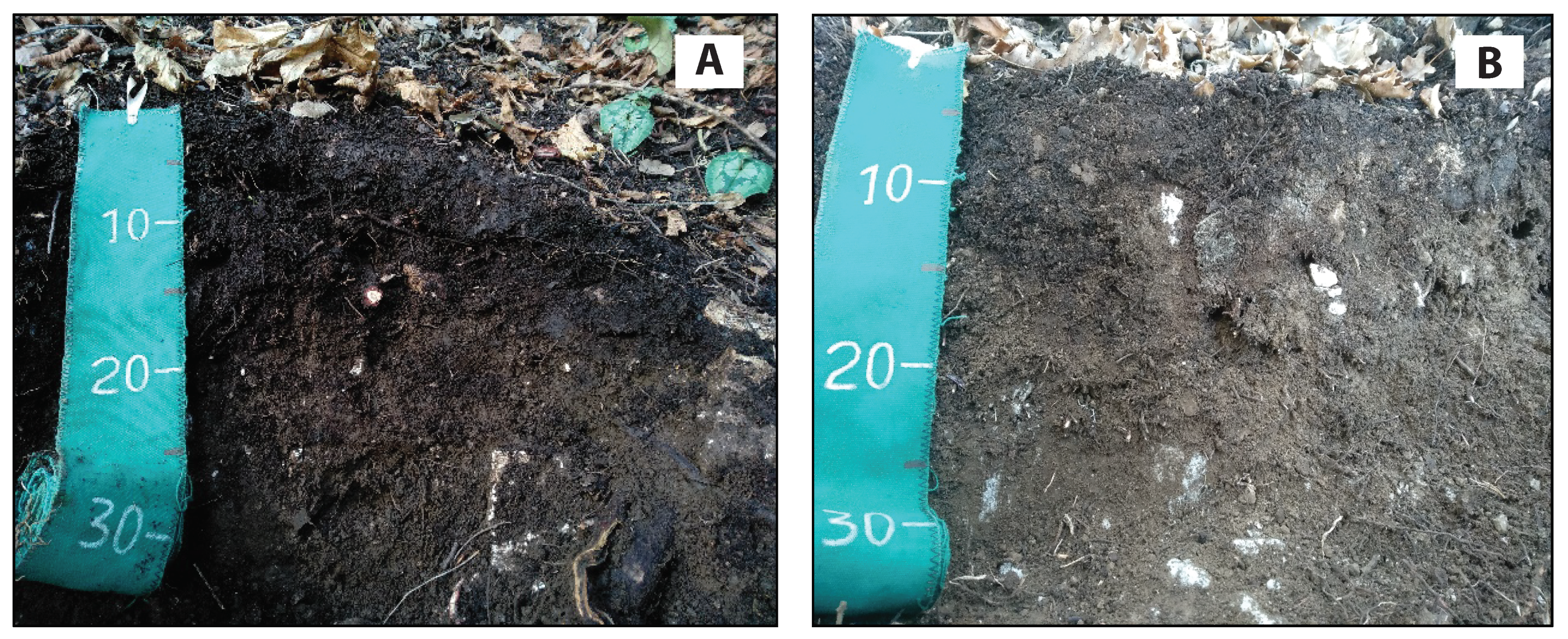 Diversity 12 00461 g003