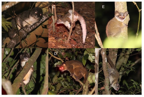 Diversity | Free Full-Text | Vocalization Analyses of Nocturnal Arboreal  Mammals of the Taita Hills, Kenya