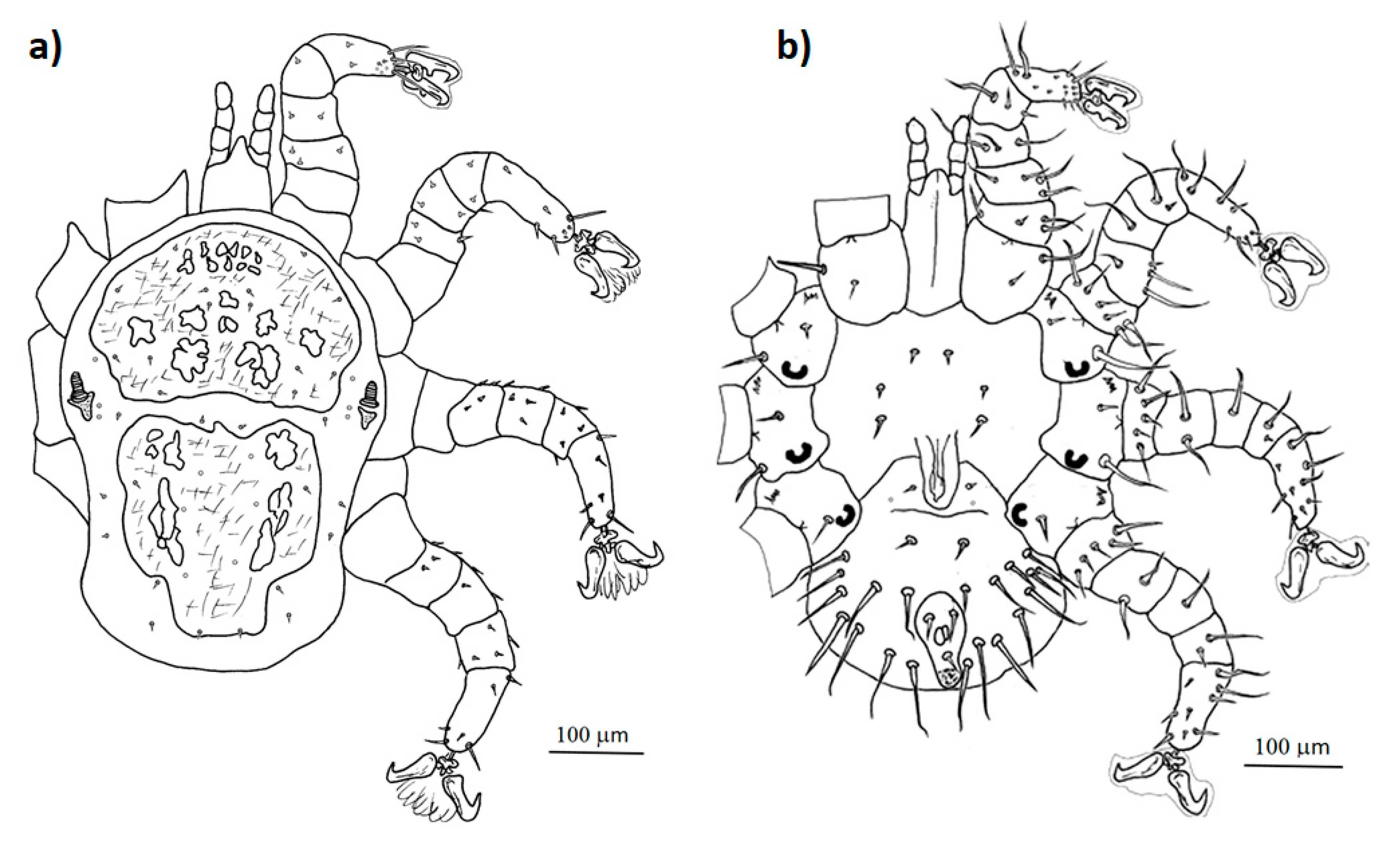 Diversity 13 00011 g003