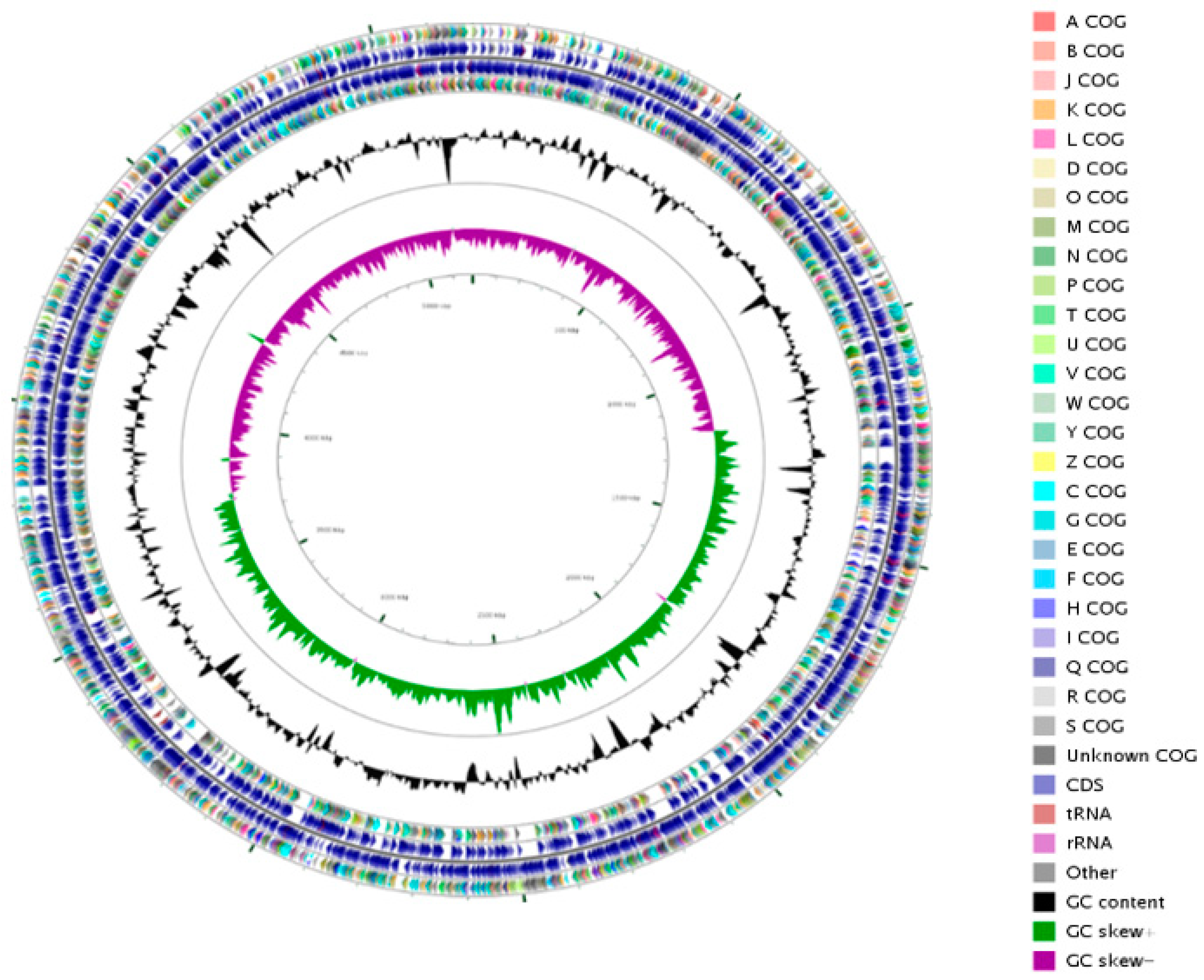 Diversity Free Full Text Genome Insights Into The Novel Species Jejubacter Calystegiae A Plant Growth Promoting Bacterium In Saline Conditions Html