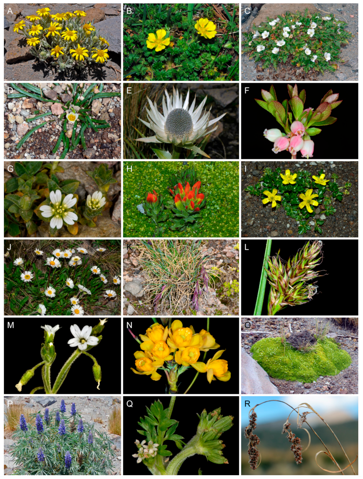 Diversity 13 00031 g003 Diversity 13 00031 g003