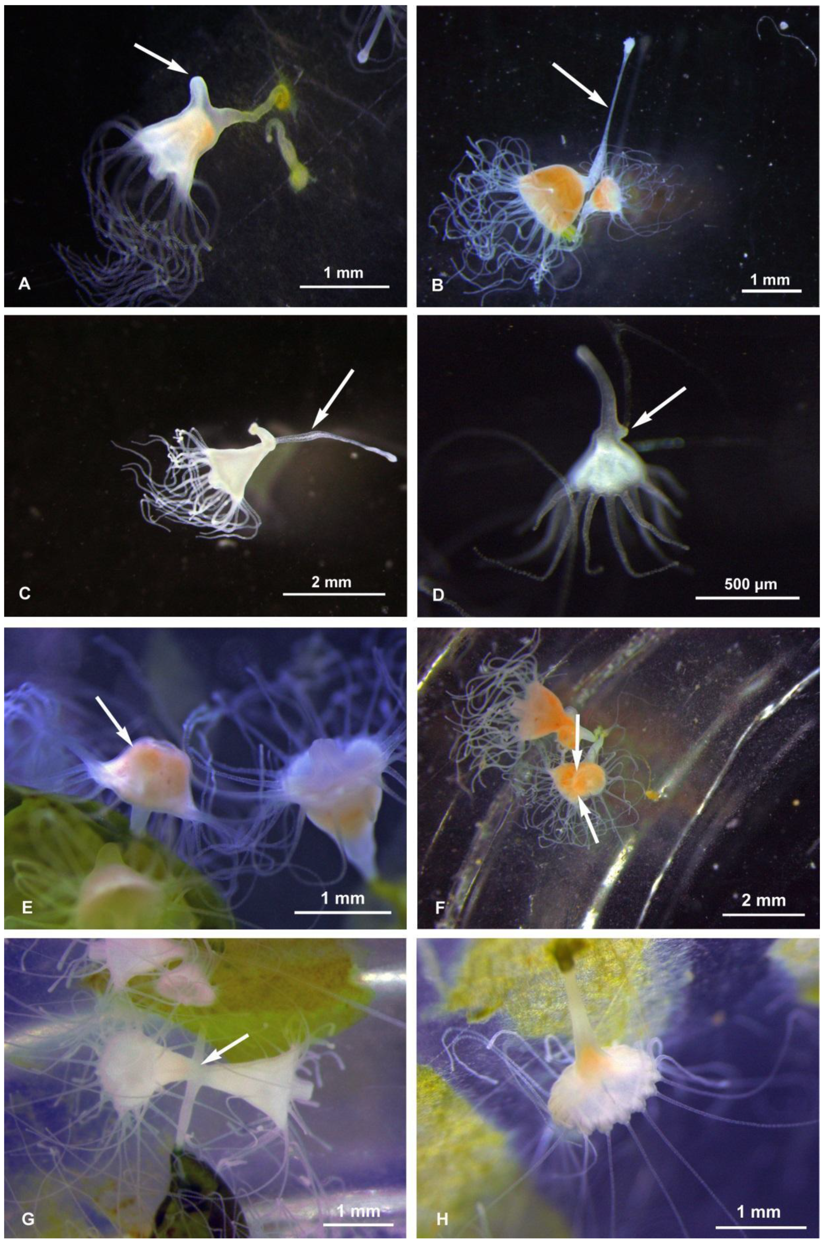 Diversity 13 00037 g001