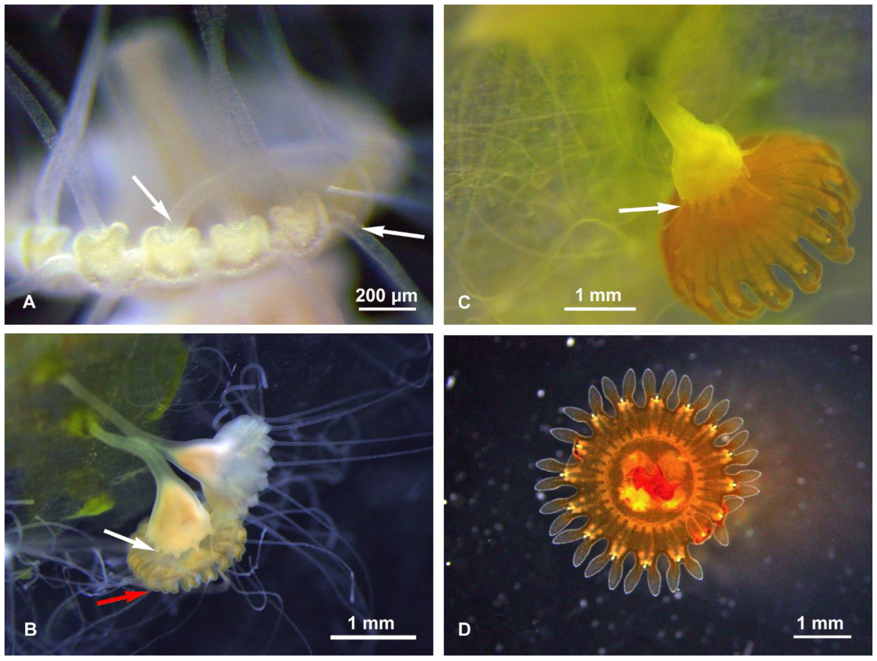 Diversity 13 00037 g002