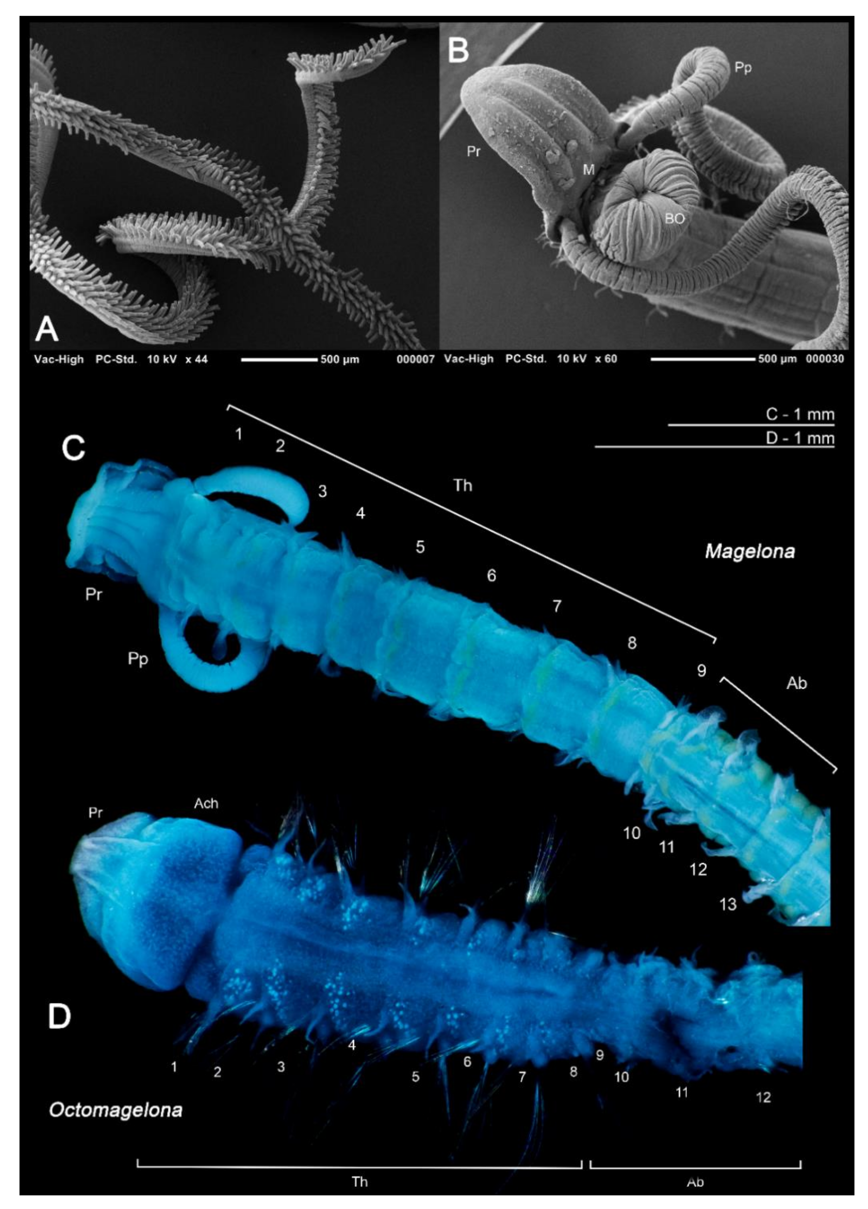 Diversity 13 00041 g002