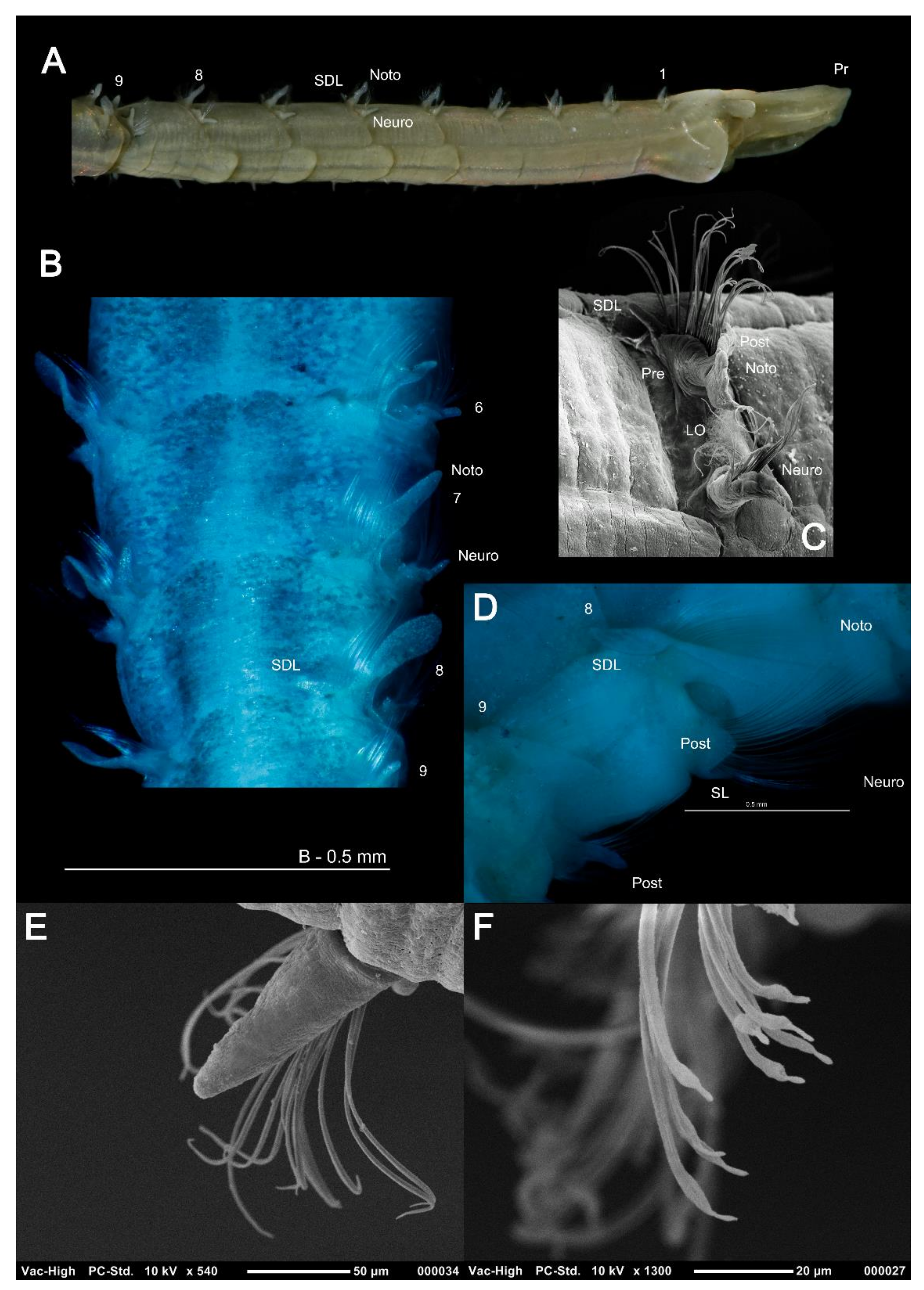 Diversity 13 00041 g005