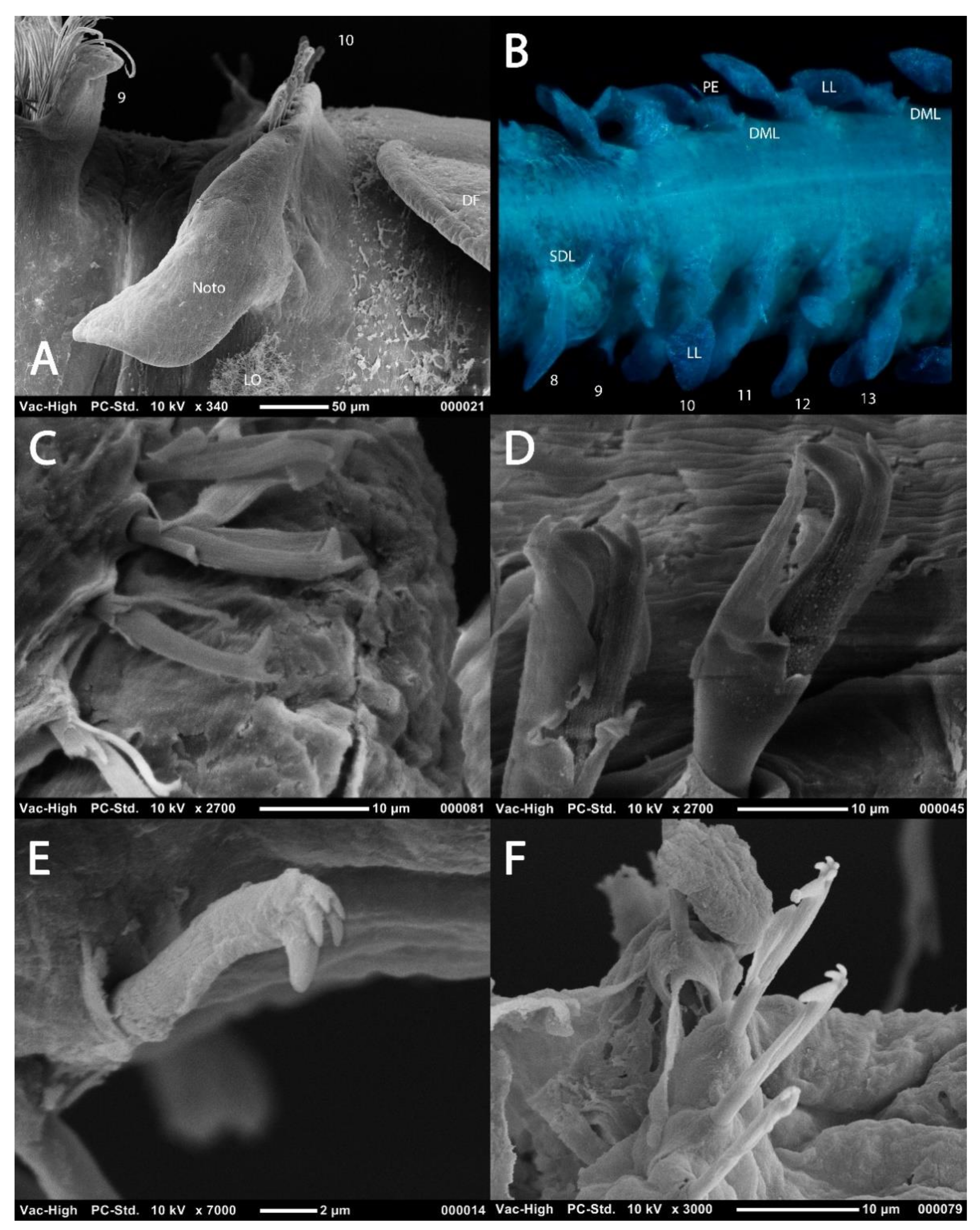 Diversity 13 00041 g006