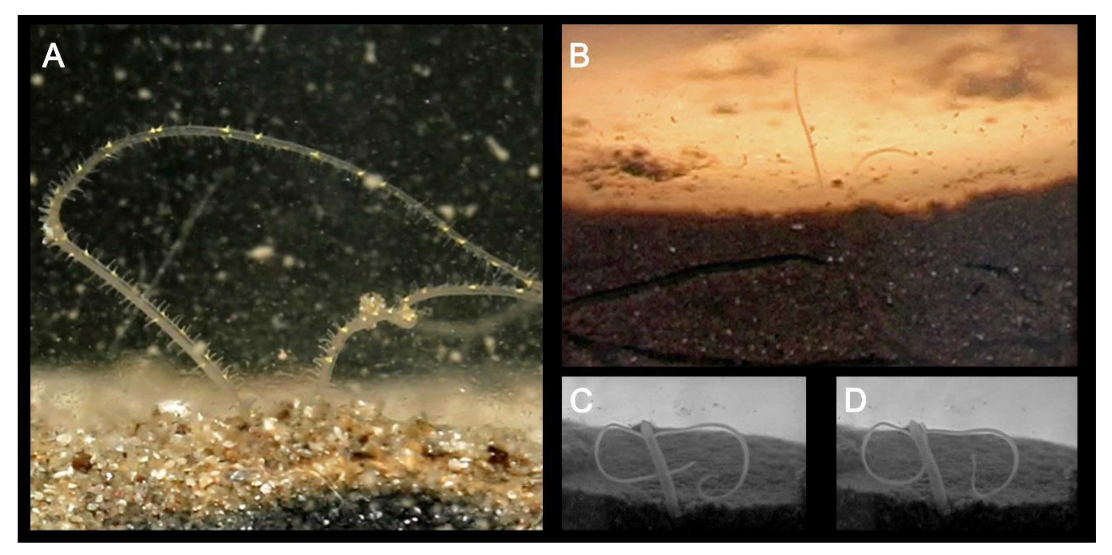 Diversity 13 00041 g010