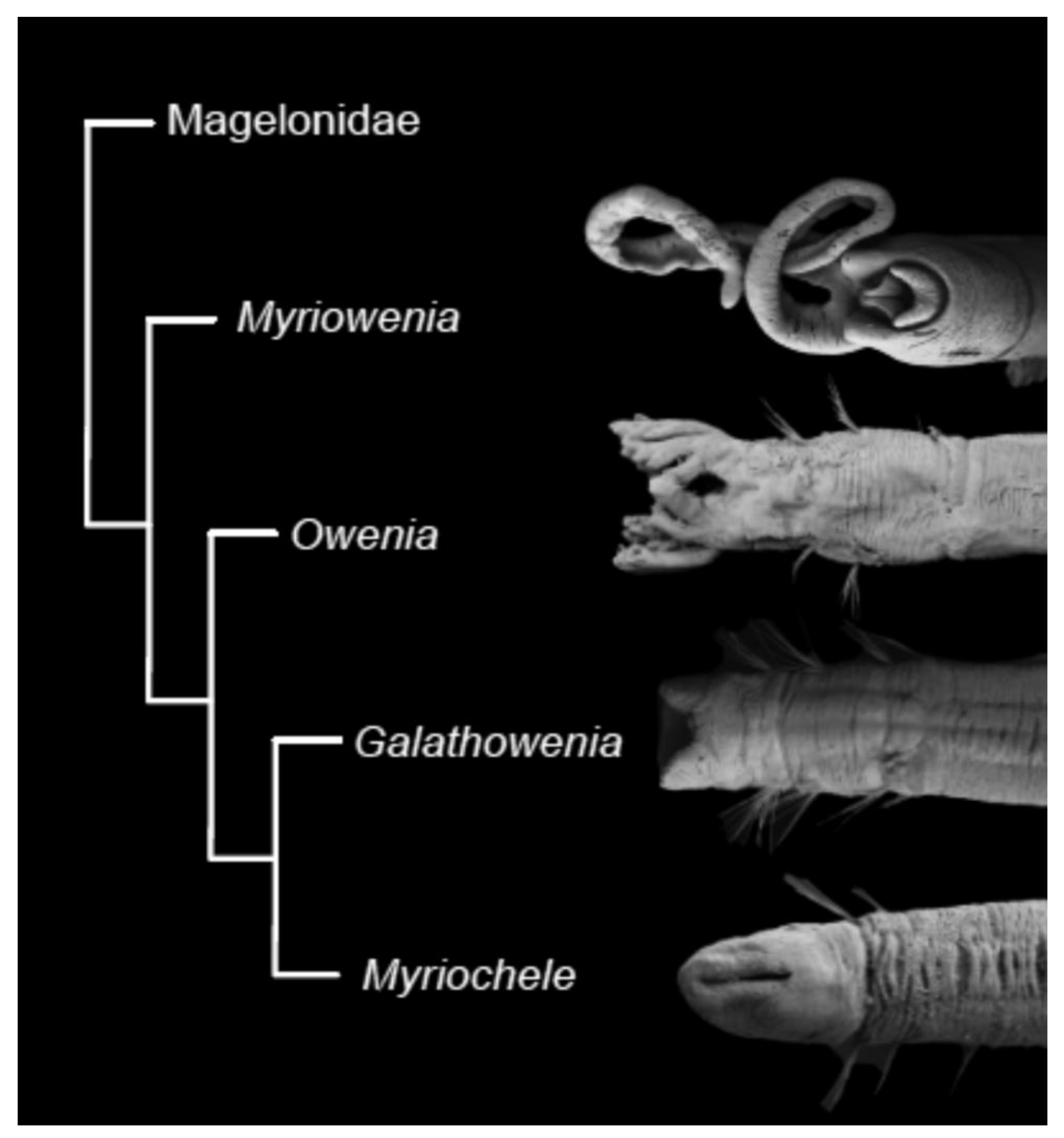 Diversity 13 00041 g011