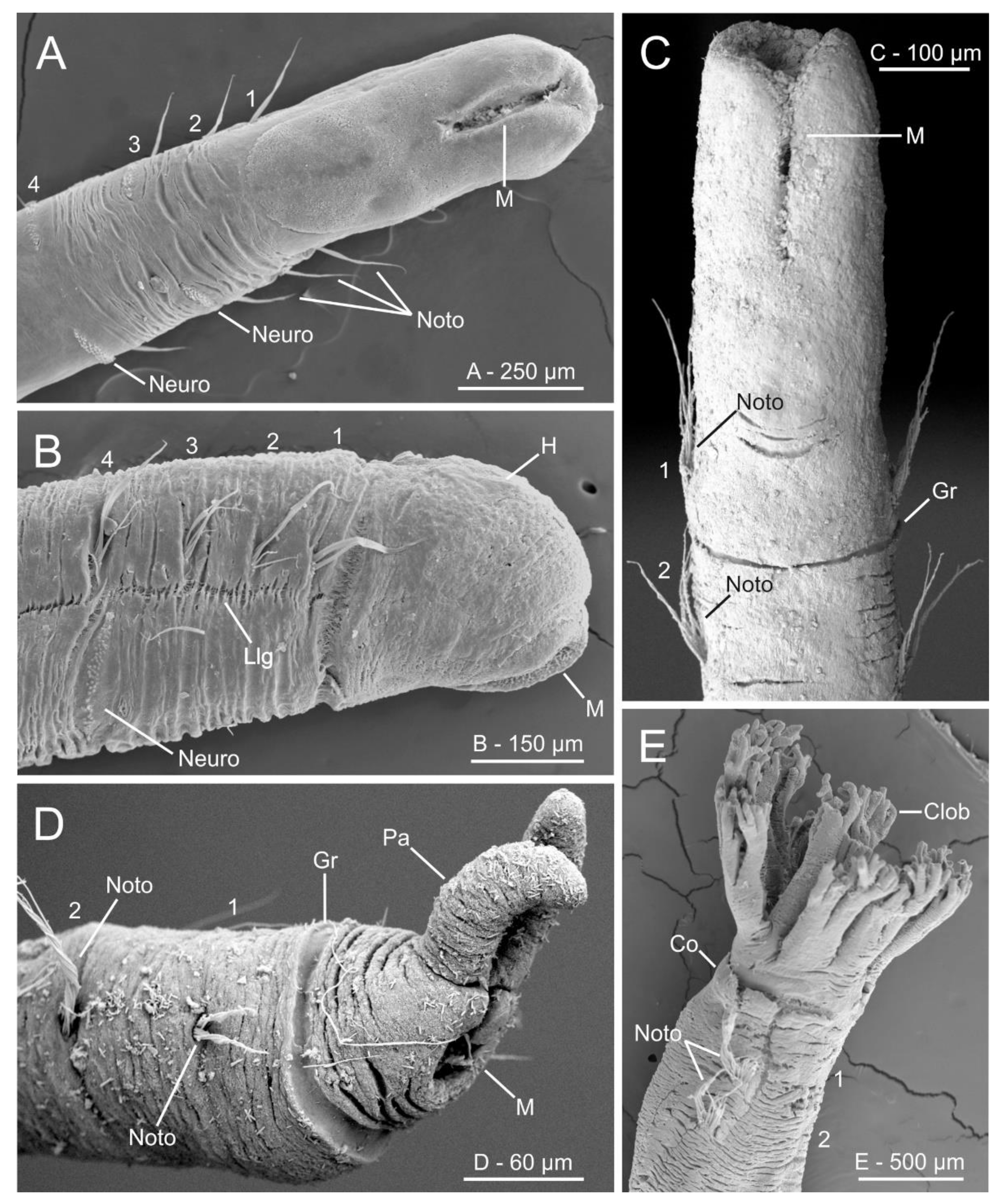 Diversity 13 00041 g014
