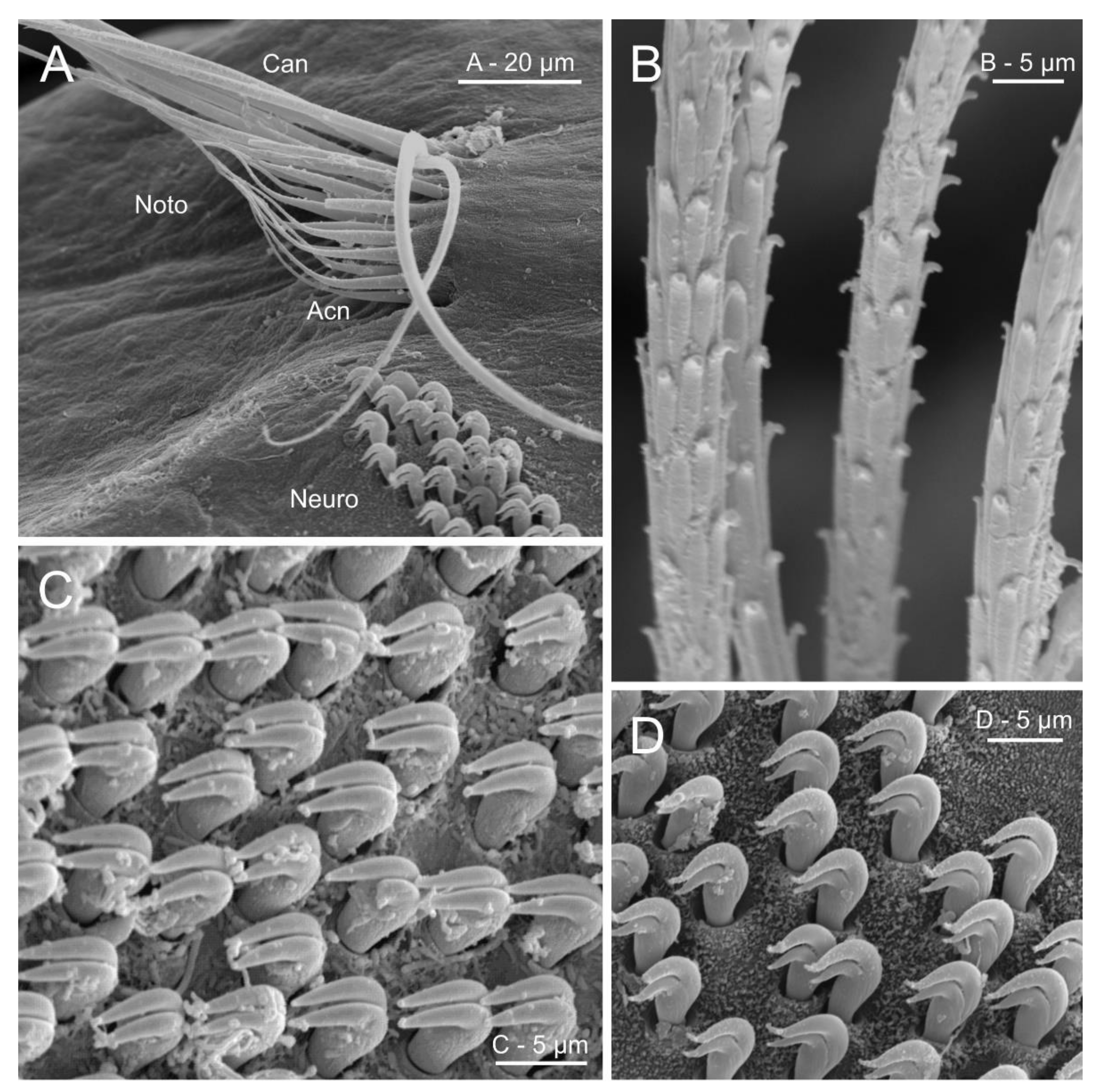 Diversity 13 00041 g016