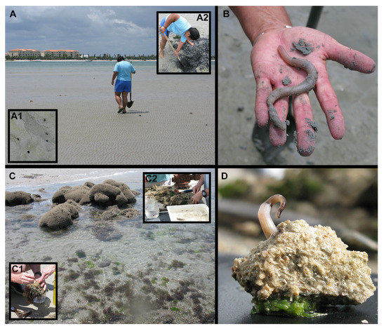 Diversity | Free Full-Text | How Many Sipunculan Species Are ...
