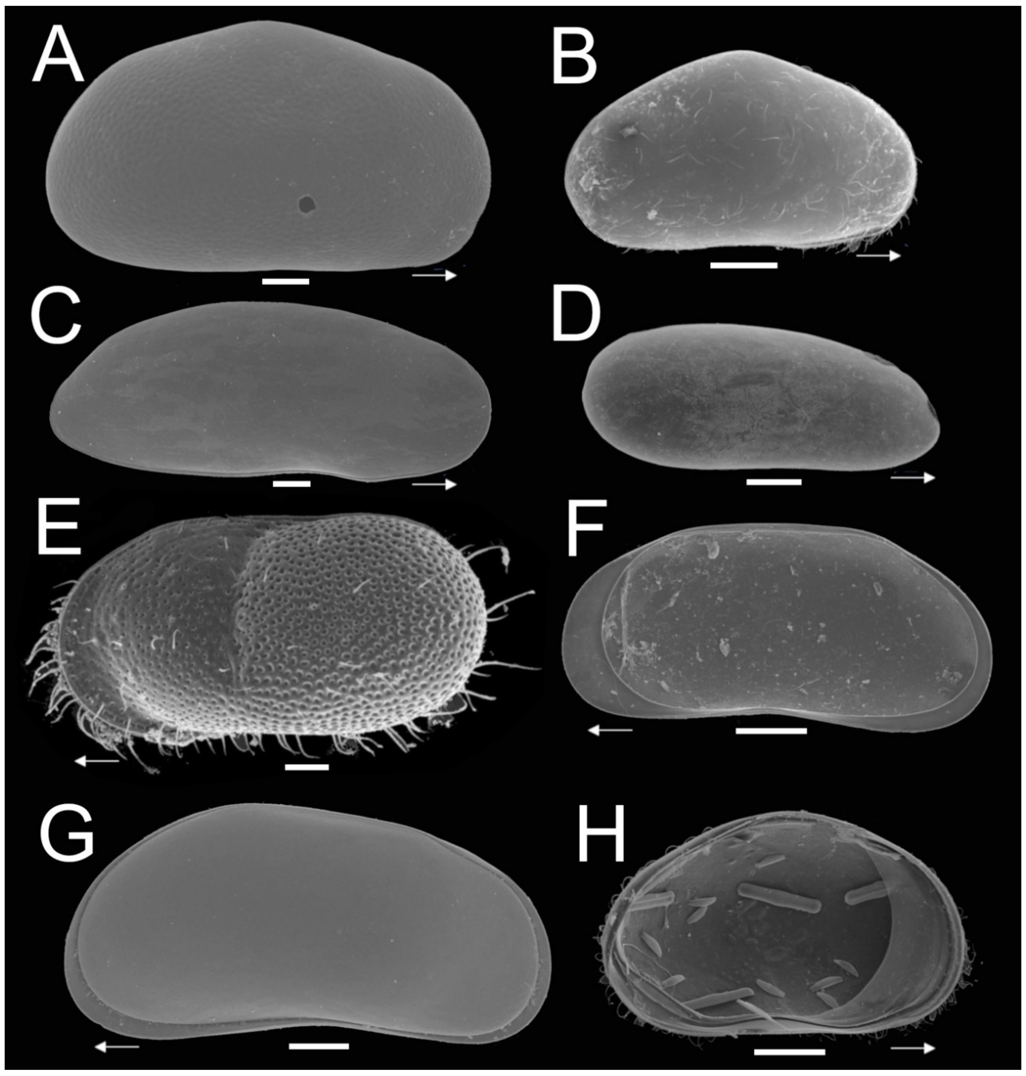 Diversity 13 00044 g002 Diversity 13 00044 g002