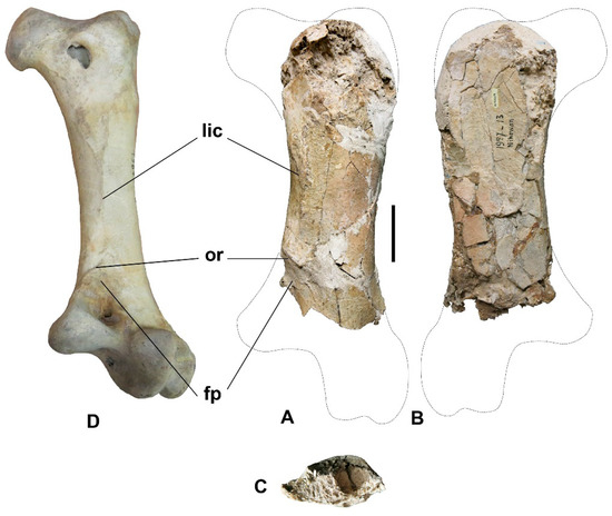 A Giant Ostrich from the Lower Pleistocene Nihewan Formation