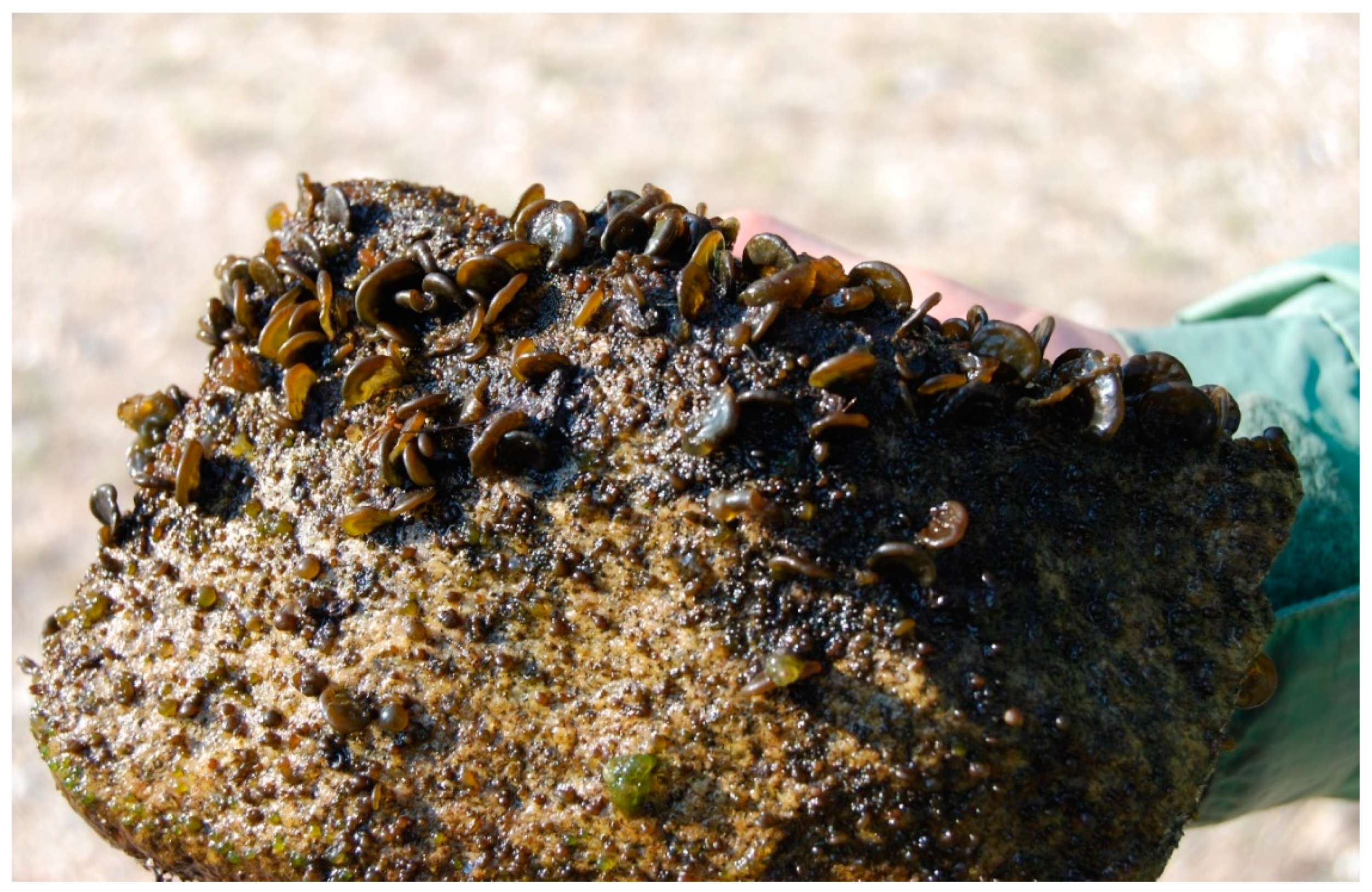 Diversity 13 00048 g0a6 Diversity 13 00048 g0a6