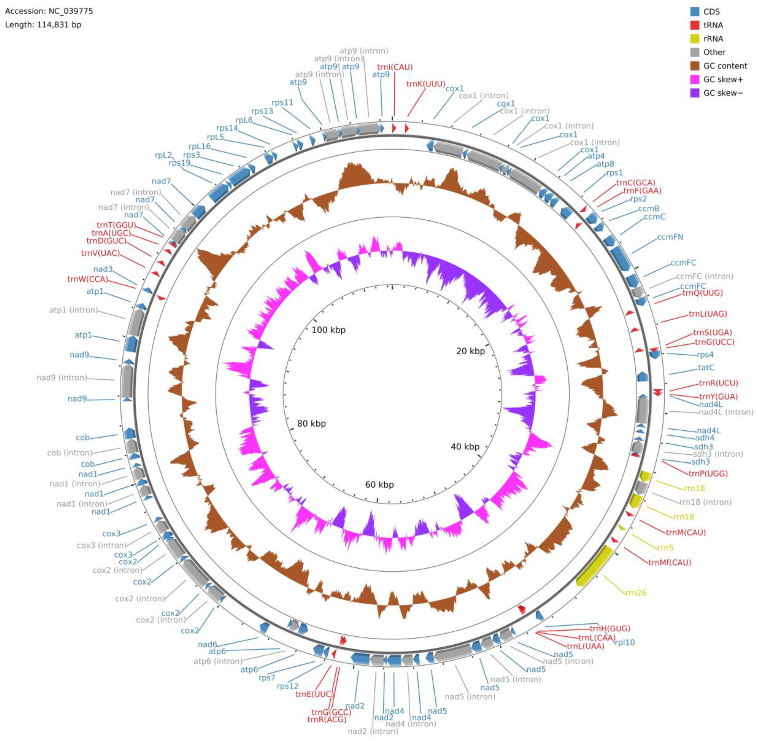 Diversity 13 00054 g001