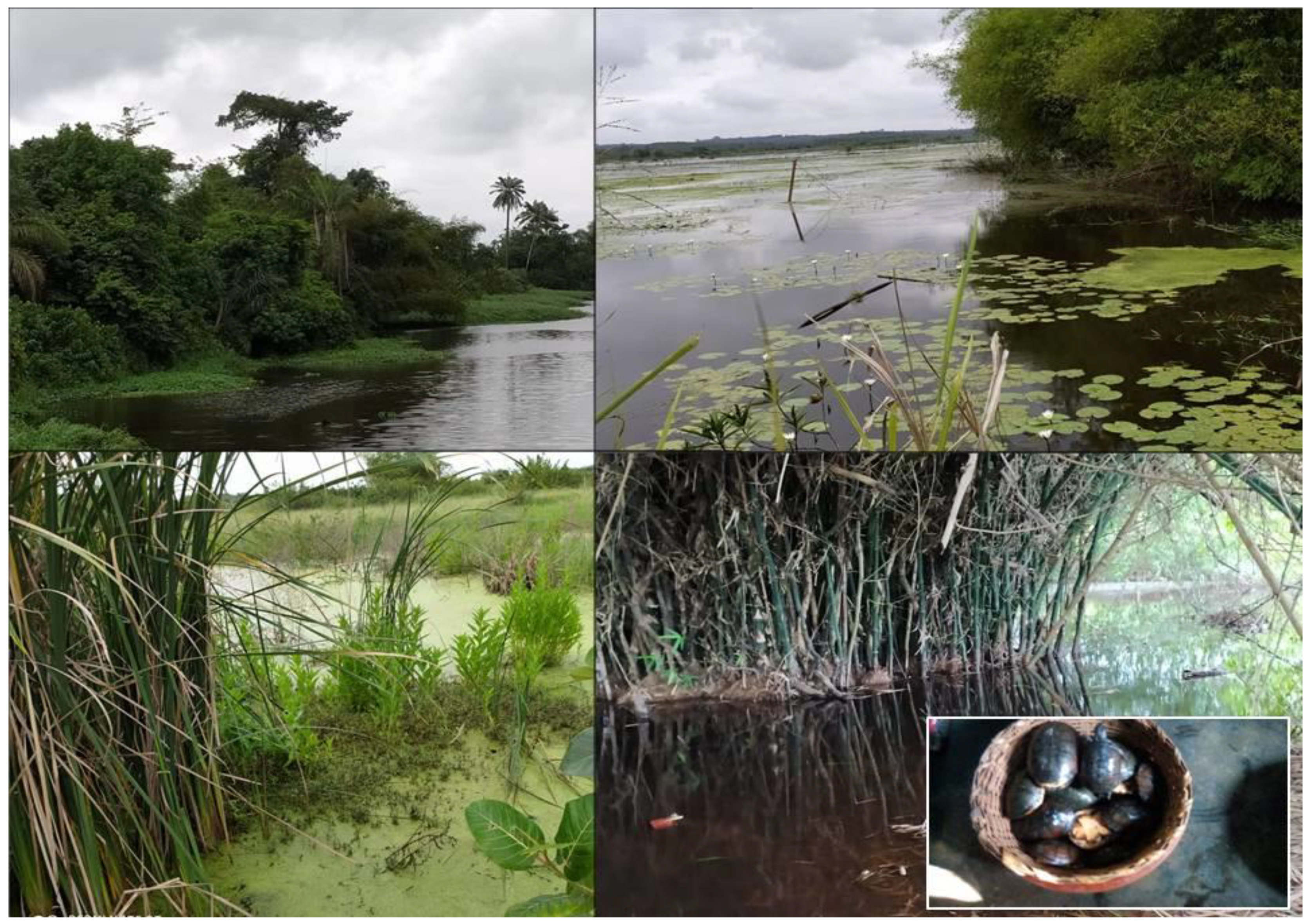 Diversity 13 00055 g003 Diversity 13 00055 g003