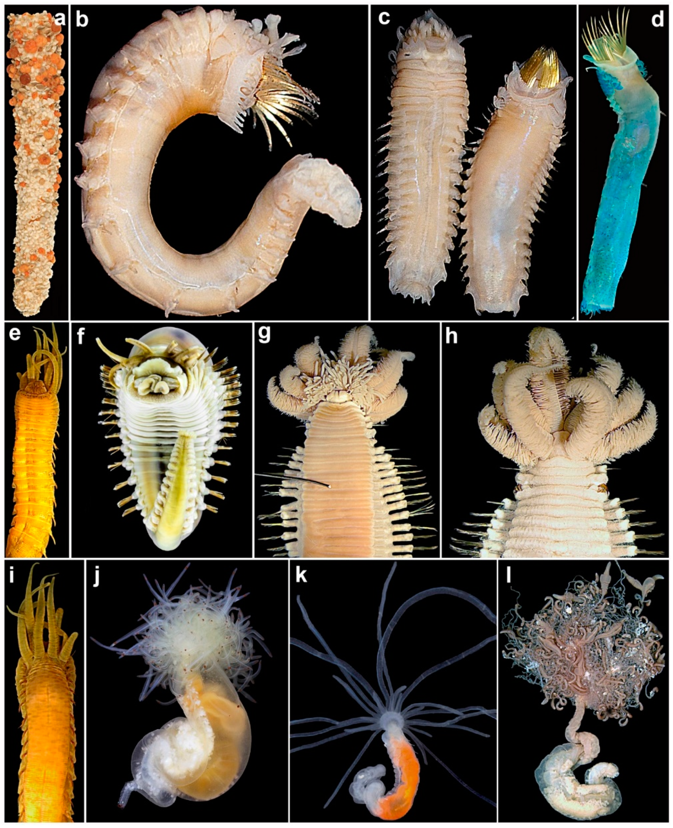 Diversity 13 00060 g001