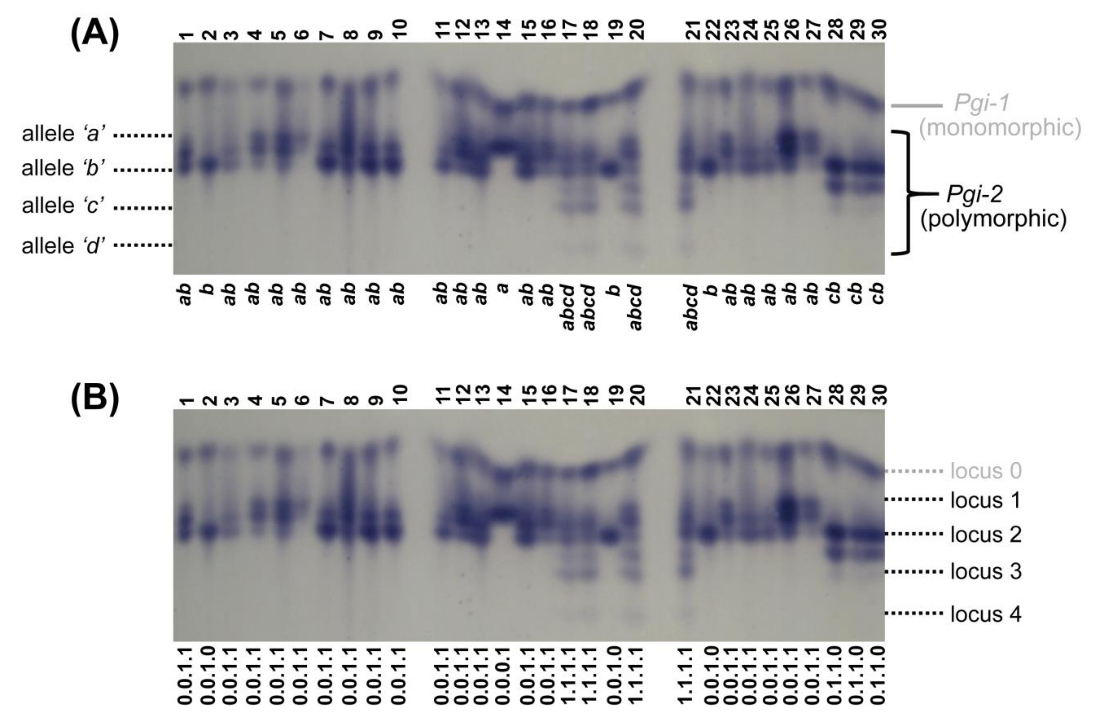 Diversity 13 00072 g002 Diversity 13 00072 g002