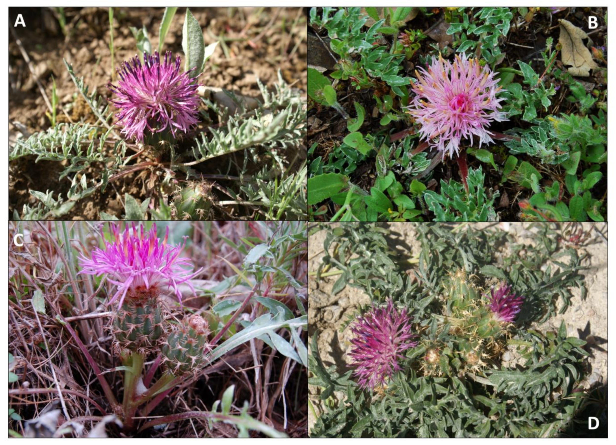 Diversity 13 00072 g007 Diversity 13 00072 g007