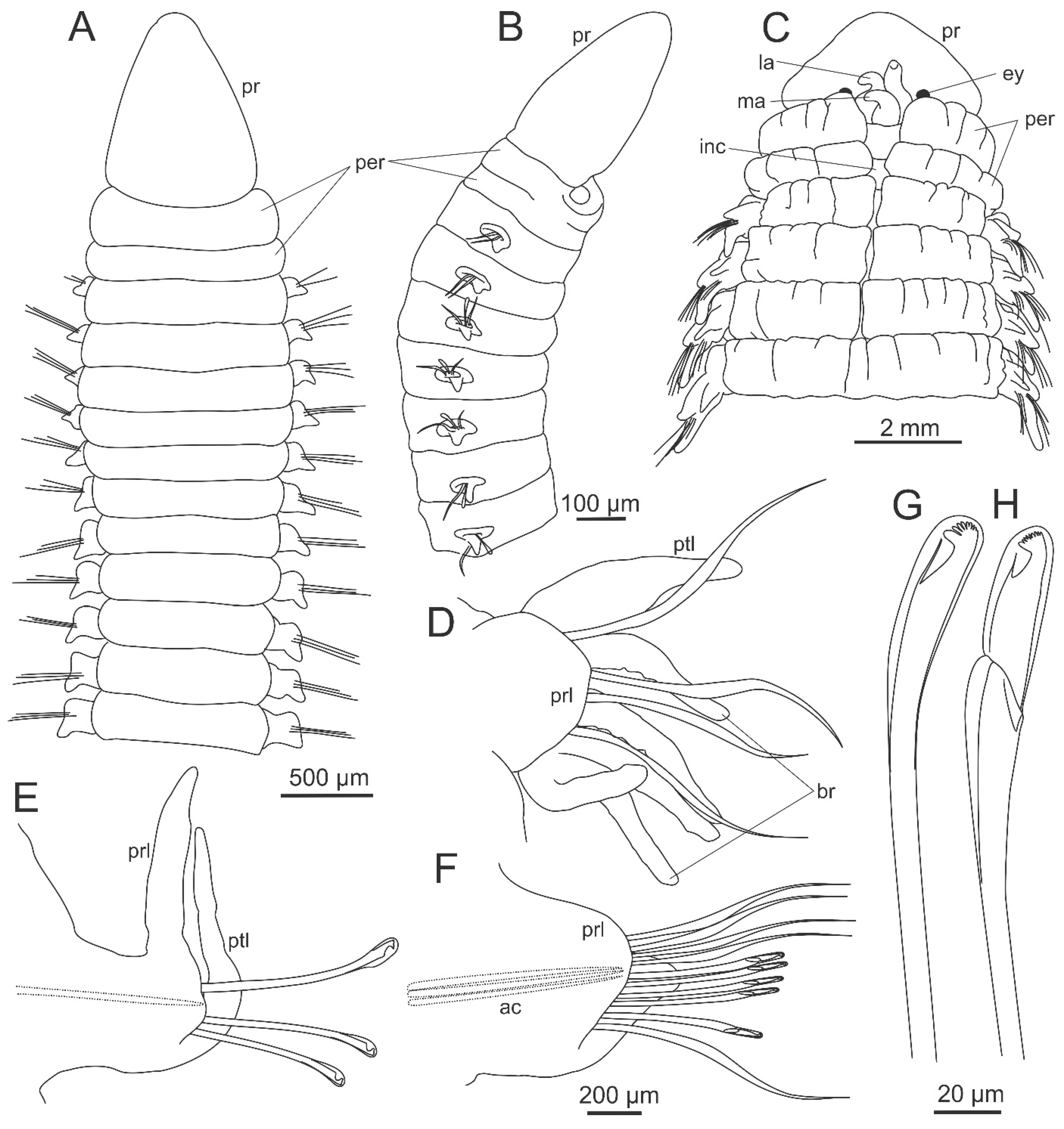 Diversity Free Full Text The Current State Of Eunicida Annelida Systematics And Biodiversity Html