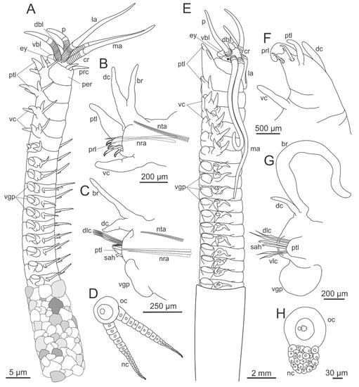 Diversity Free Full Text The Current State Of Eunicida Annelida Systematics And Biodiversity Html