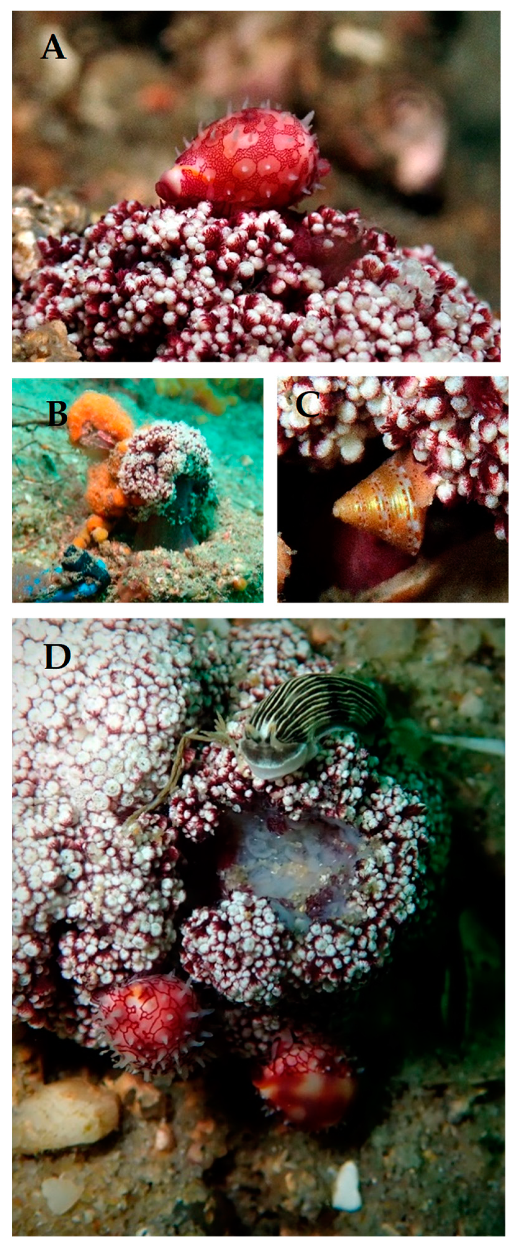 Diversity 13 00079 g001 550