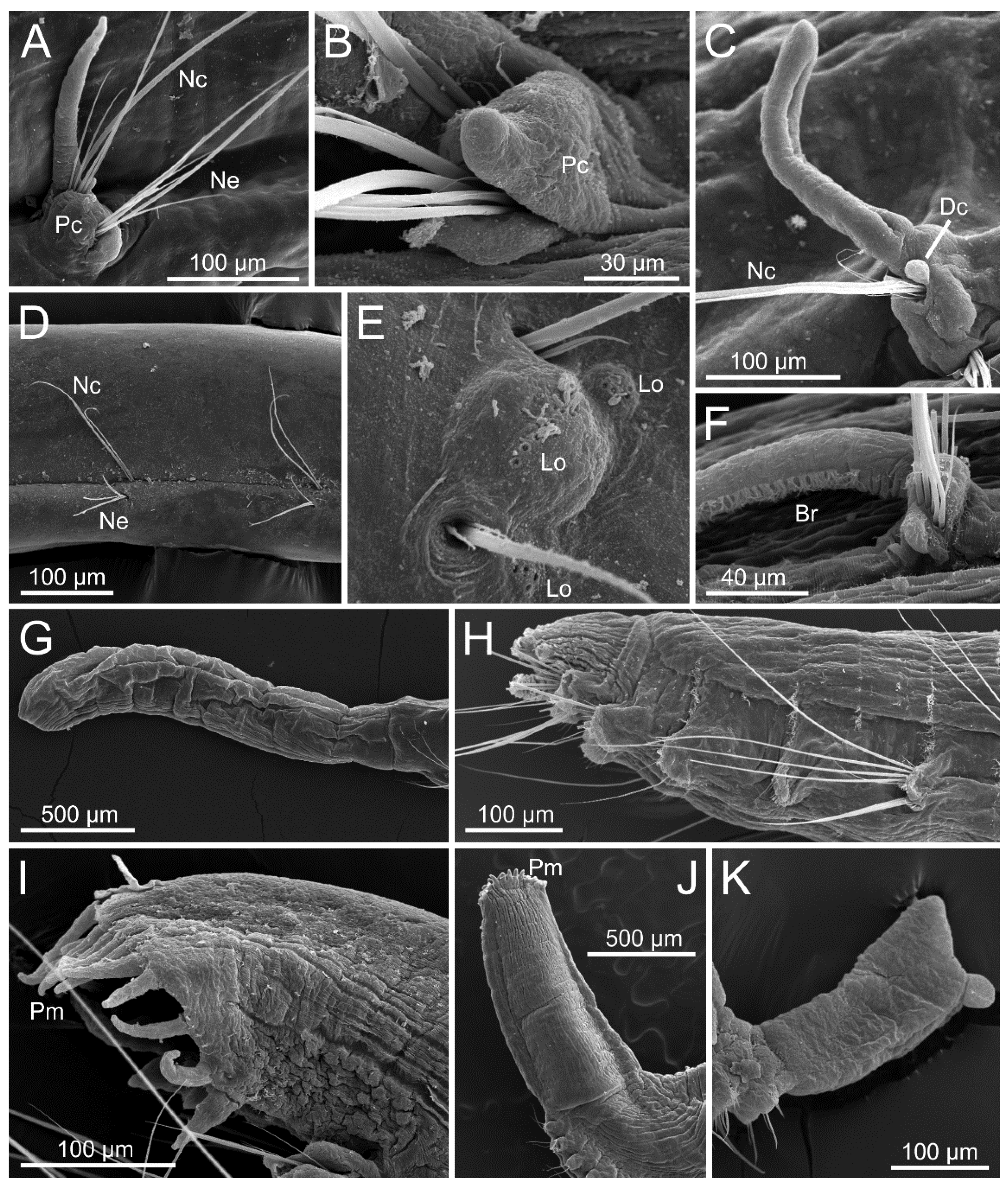Diversity 13 00087 g005 Diversity 13 00087 g005