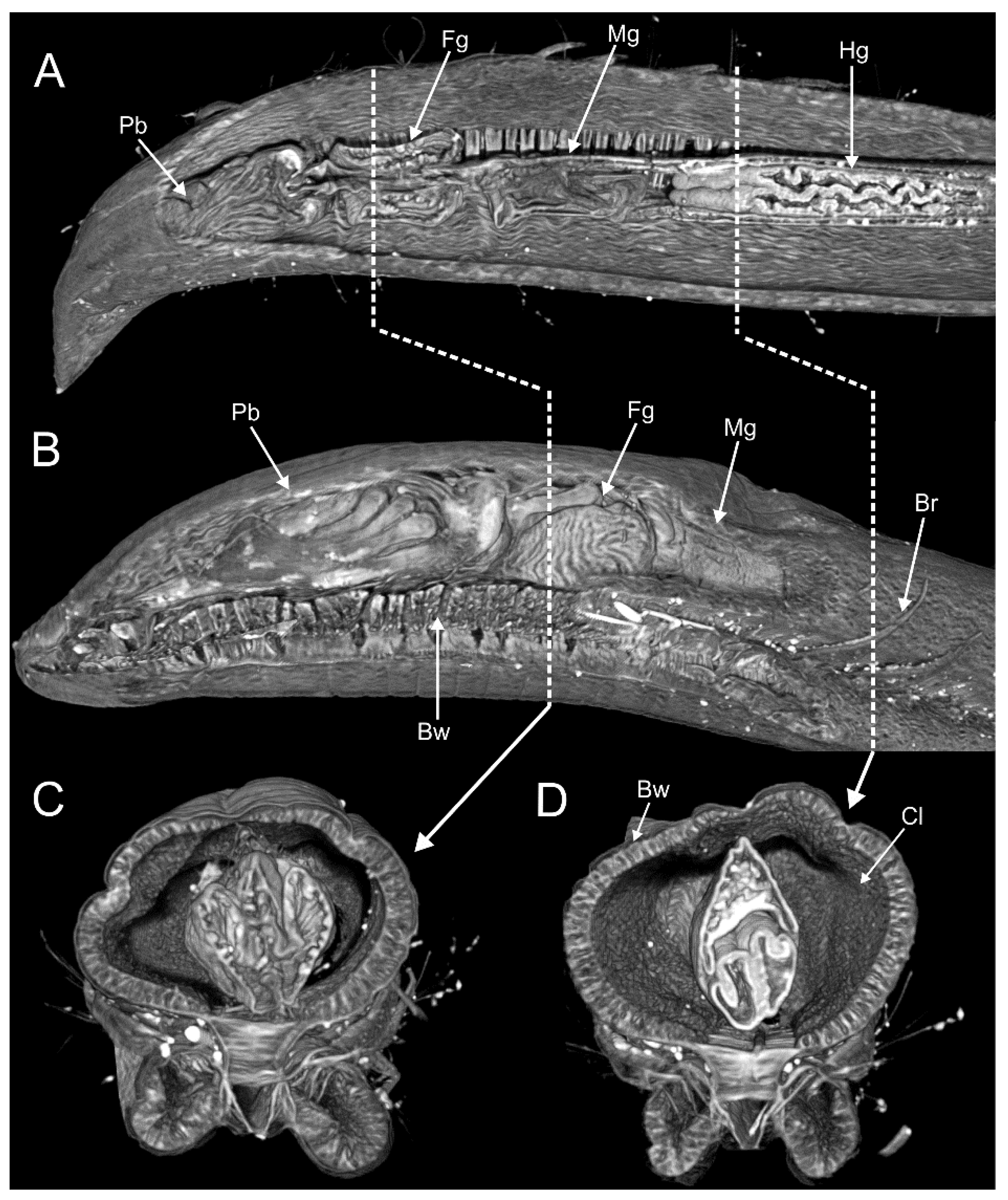 Diversity 13 00087 g006 Diversity 13 00087 g006