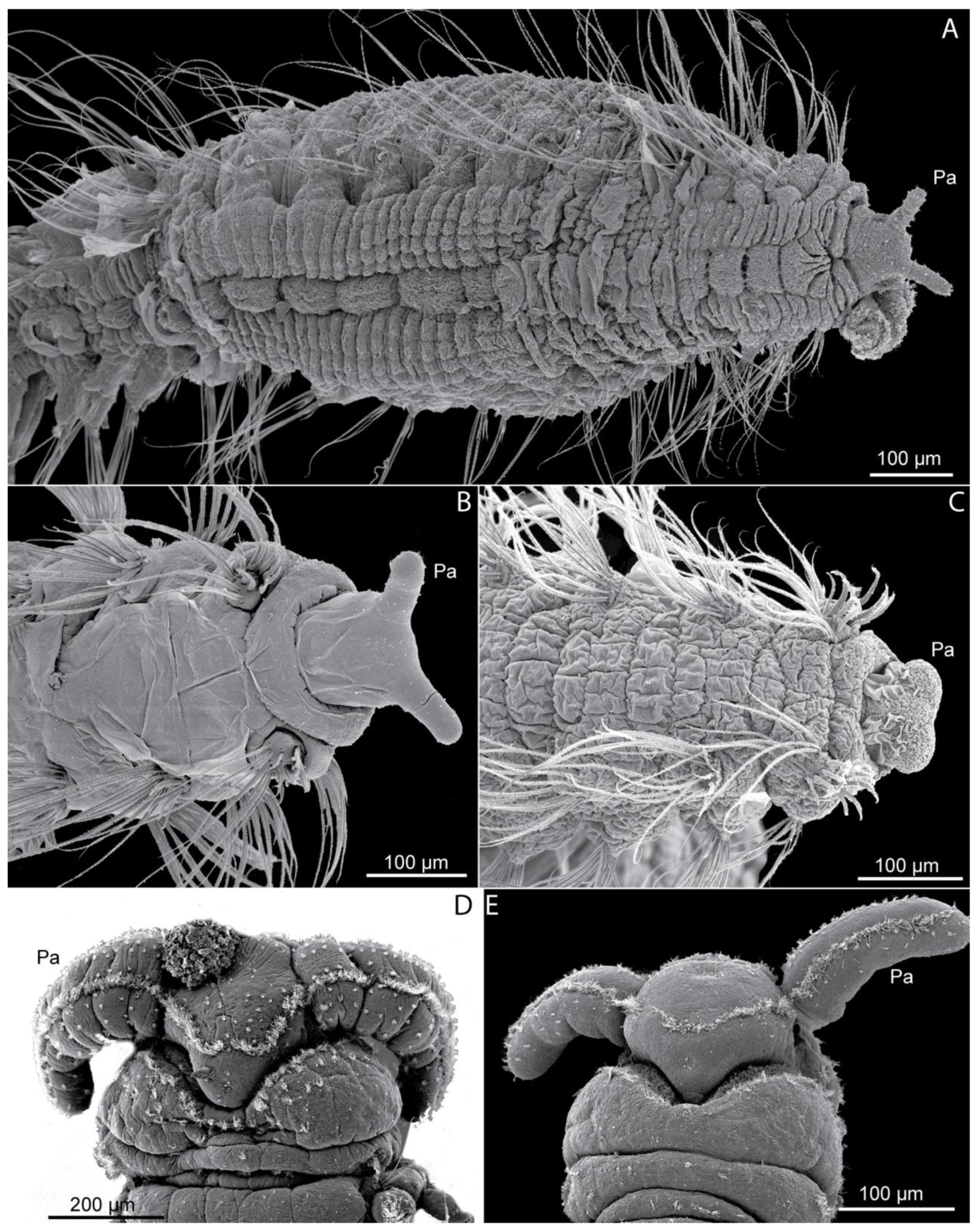 Diversity 13 00087 g010 Diversity 13 00087 g010