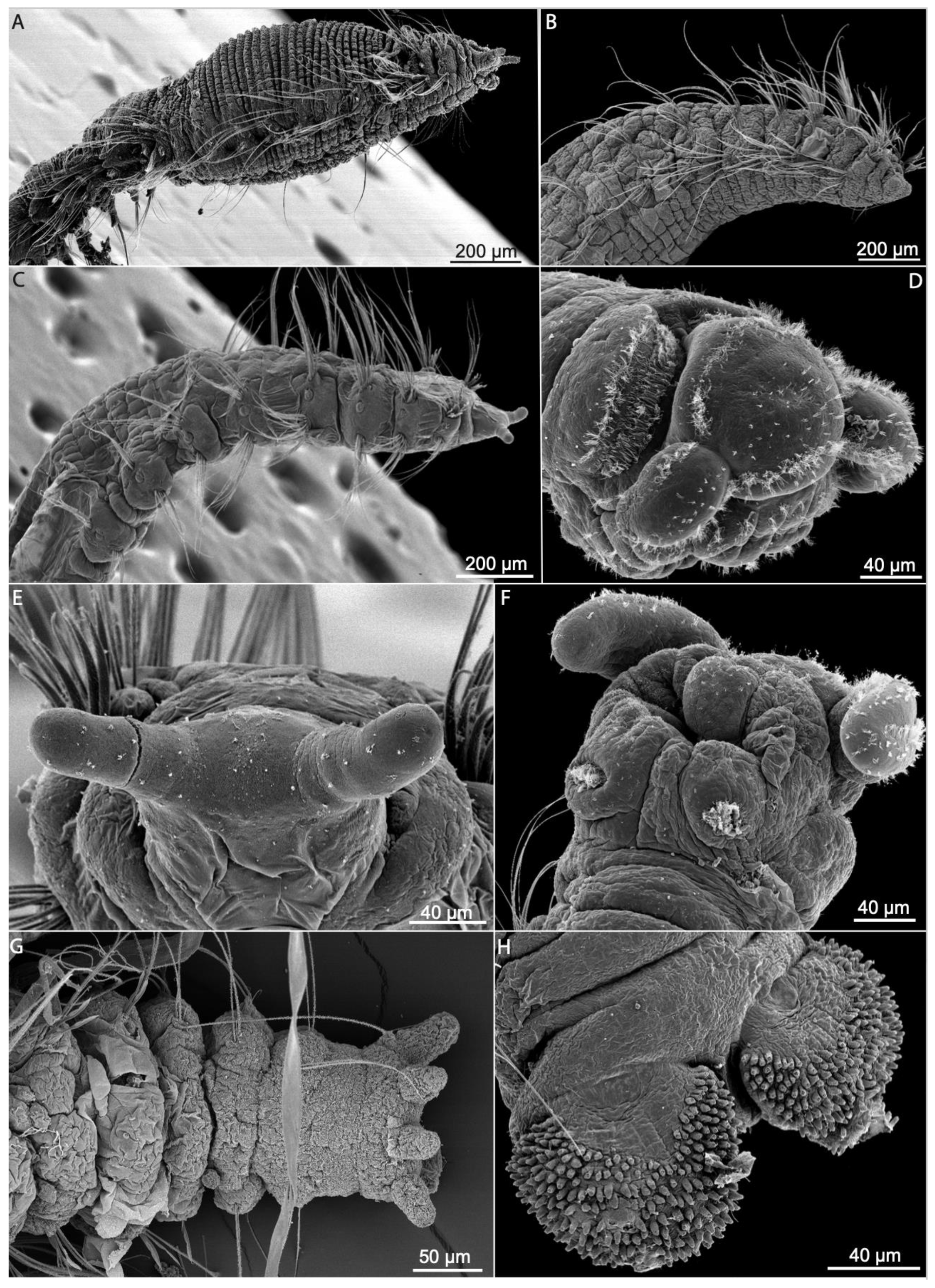 Diversity 13 00087 g011 Diversity 13 00087 g011