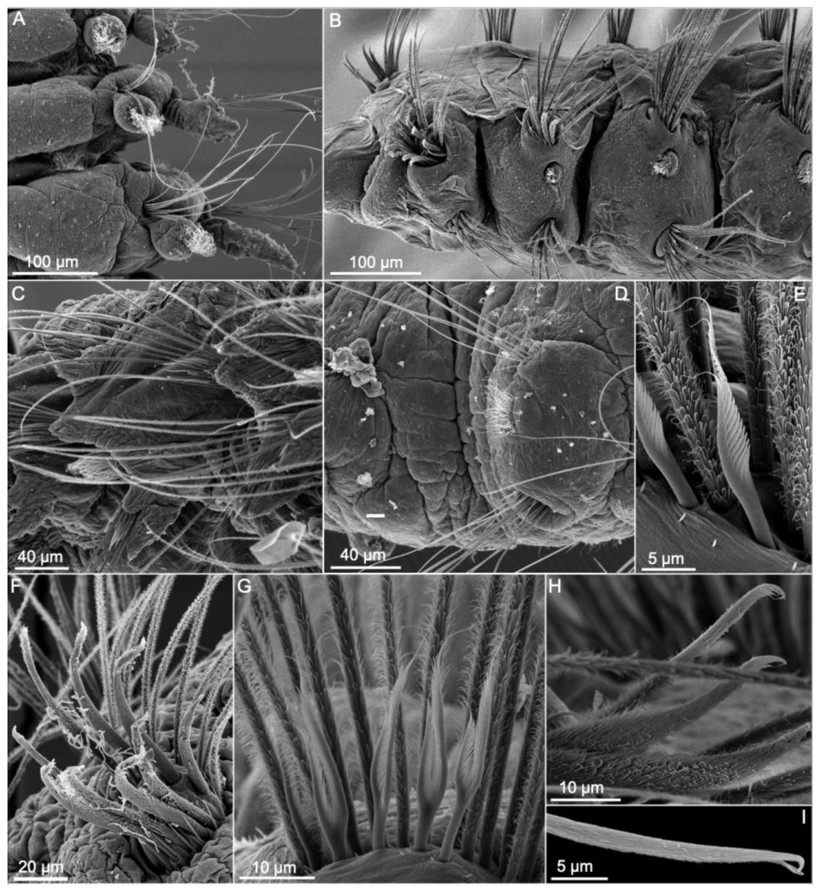 Diversity 13 00087 g012 Diversity 13 00087 g012