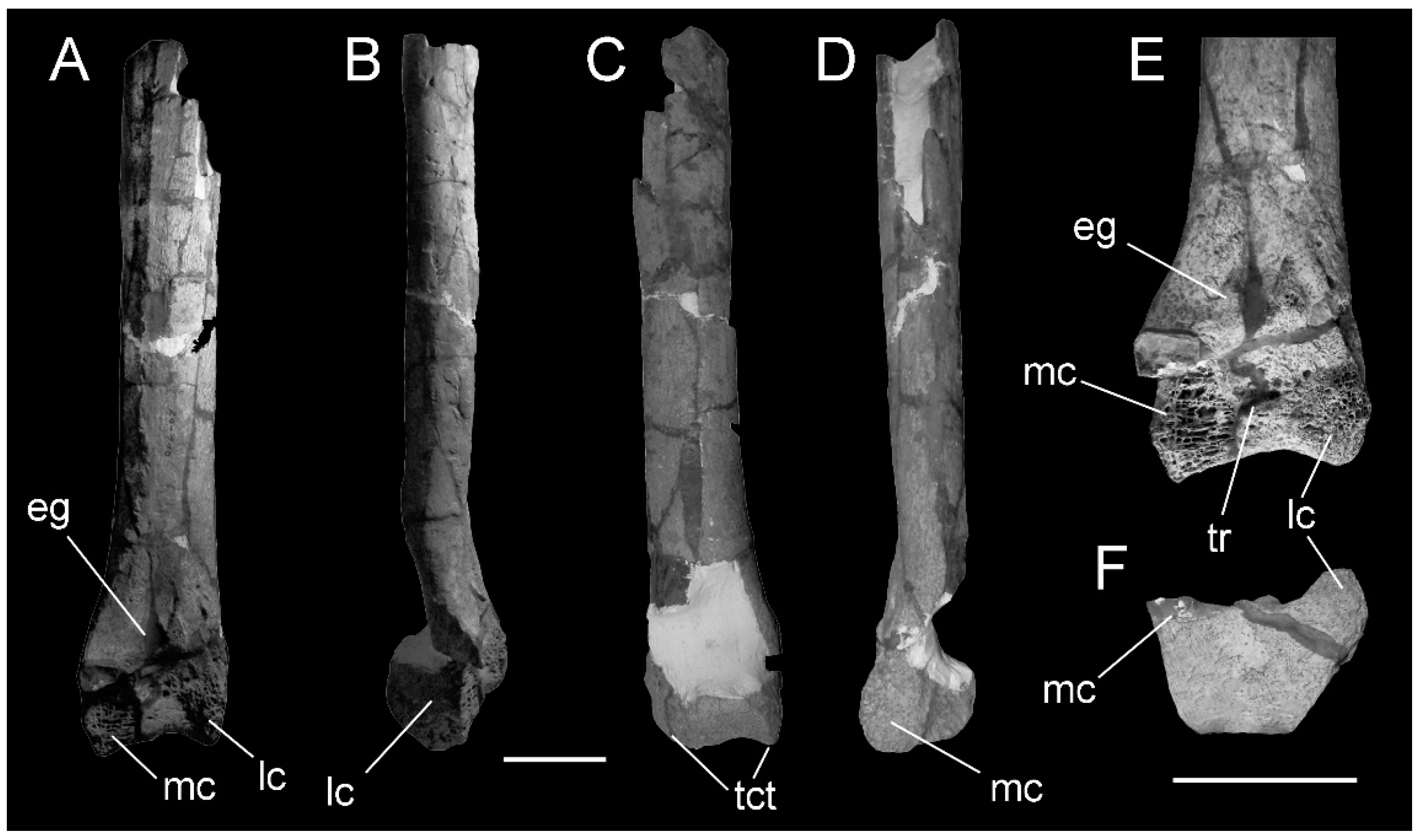 Diversity 13 00090 g002 Diversity 13 00090 g002