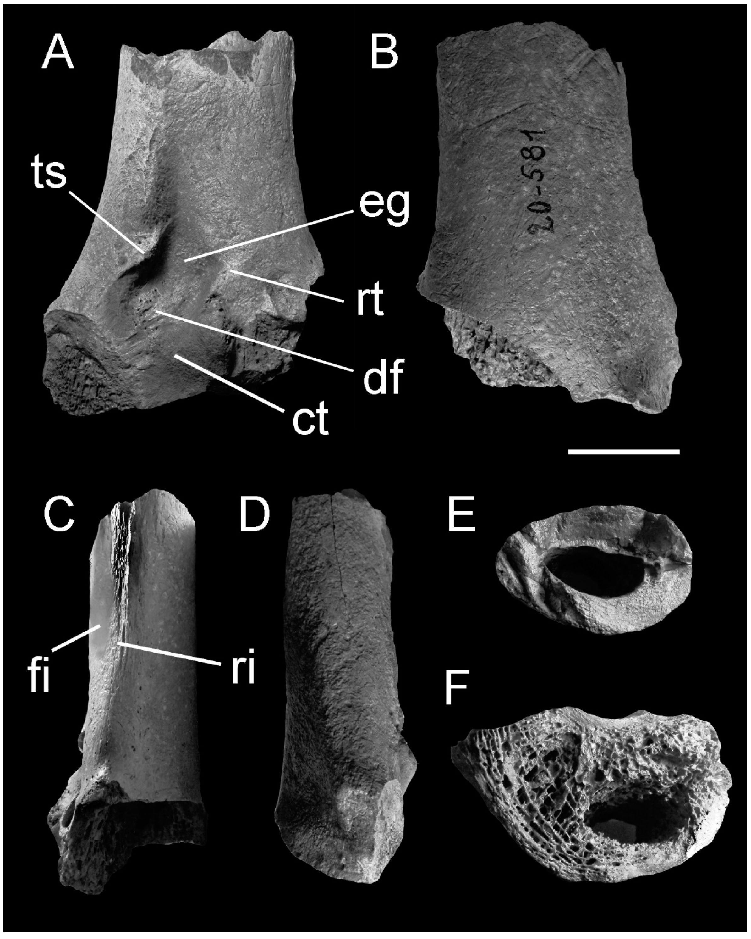 Diversity 13 00090 g003 Diversity 13 00090 g003