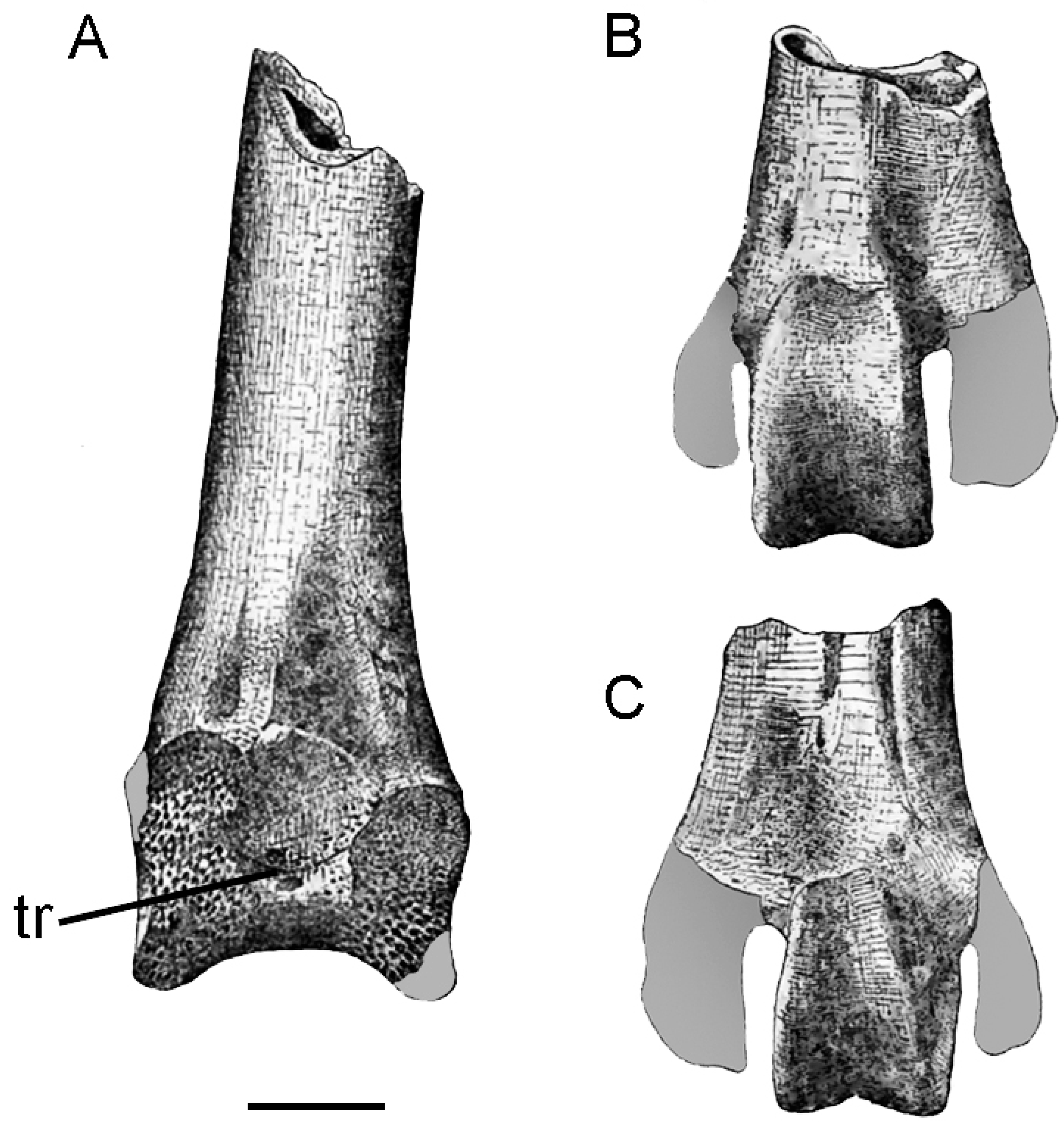 Diversity 13 00090 g004 Diversity 13 00090 g004