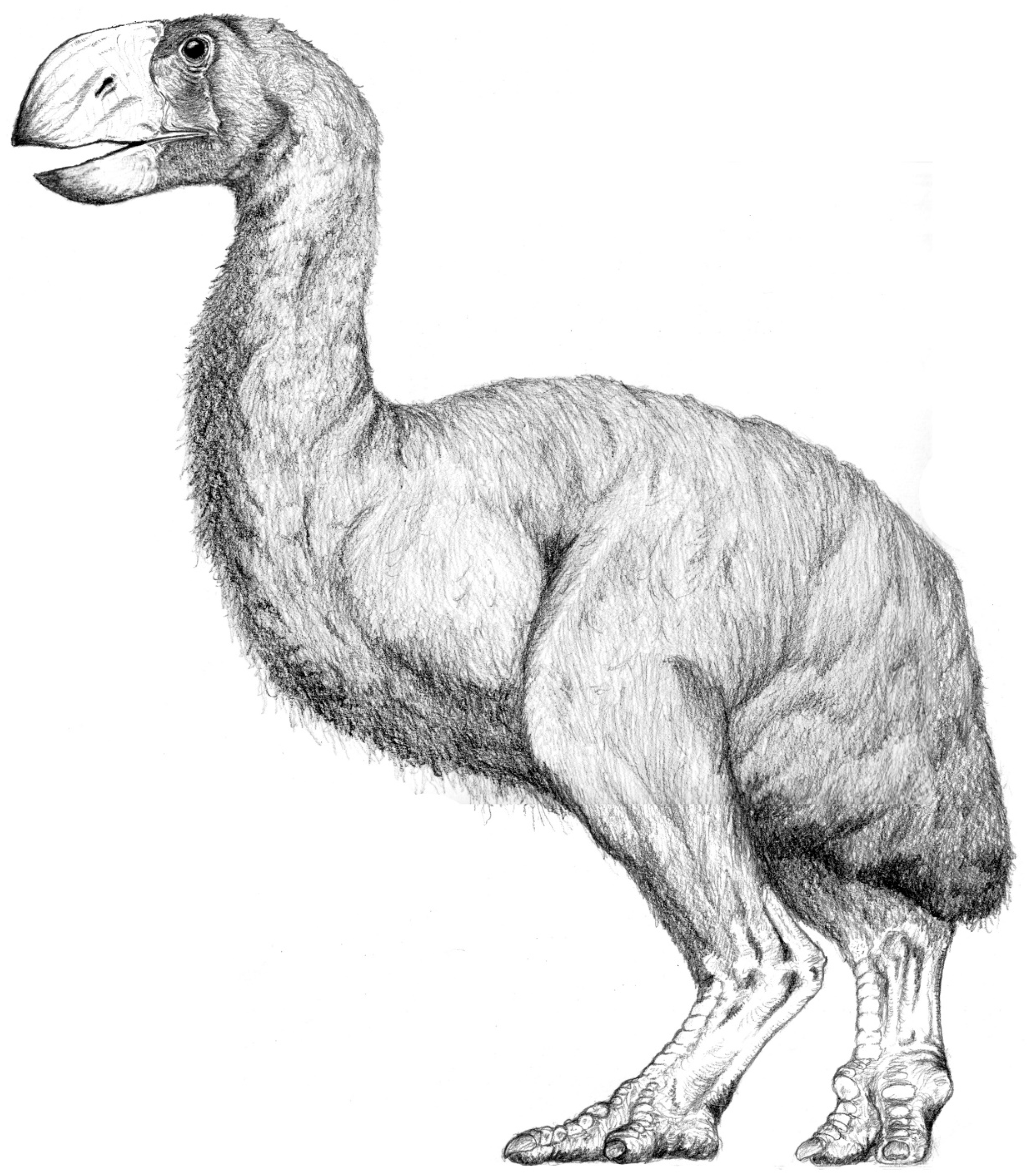 Download Diversity Free Full Text Reappraisal On The Phylogenetic Relationships Of The Enigmatic Flightless Bird Brontornis Burmeisteri Moreno And Mercerat 1891 Html
