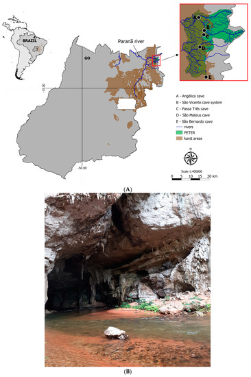 PDF) Ituglanis agreste, a new catfish from the rio de Contas basin