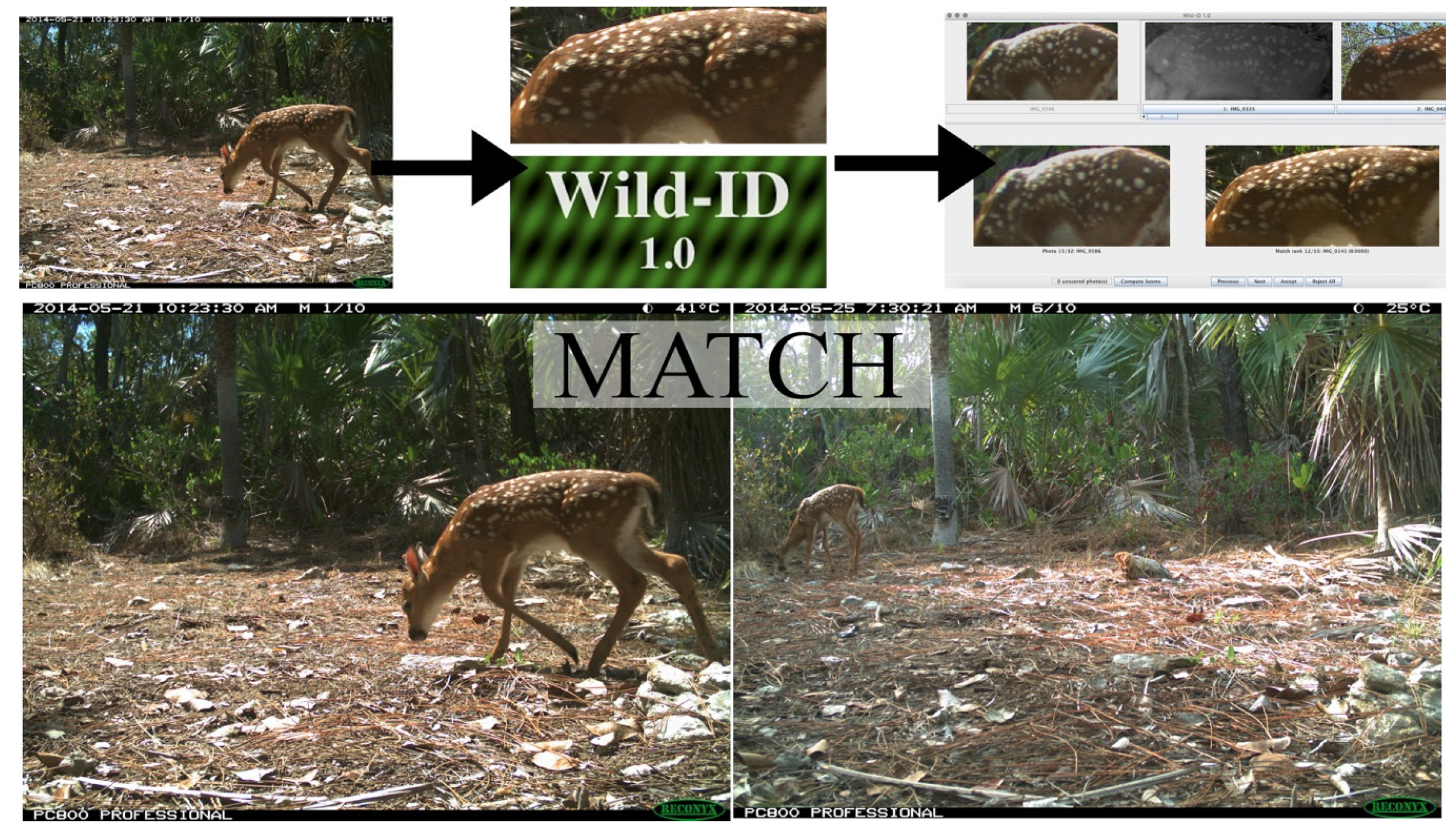 Diversity 13 00092 g001 Diversity 13 00092 g001