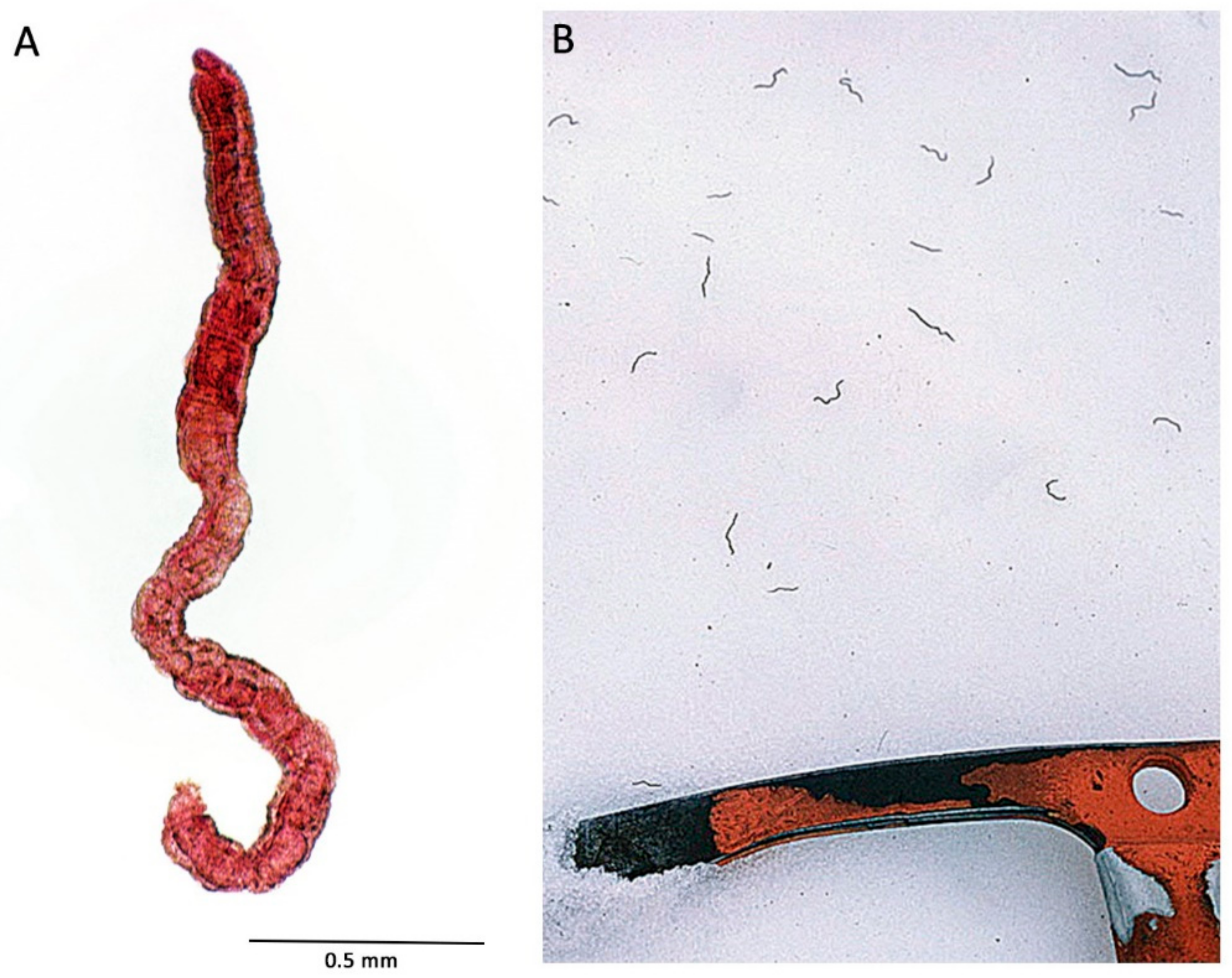 Diversity 13 00098 g003