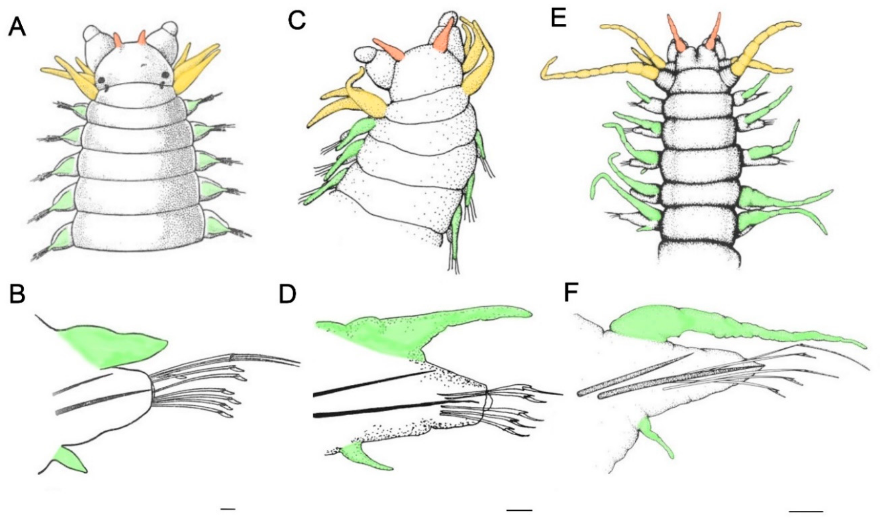 Diversity 13 00098 g004