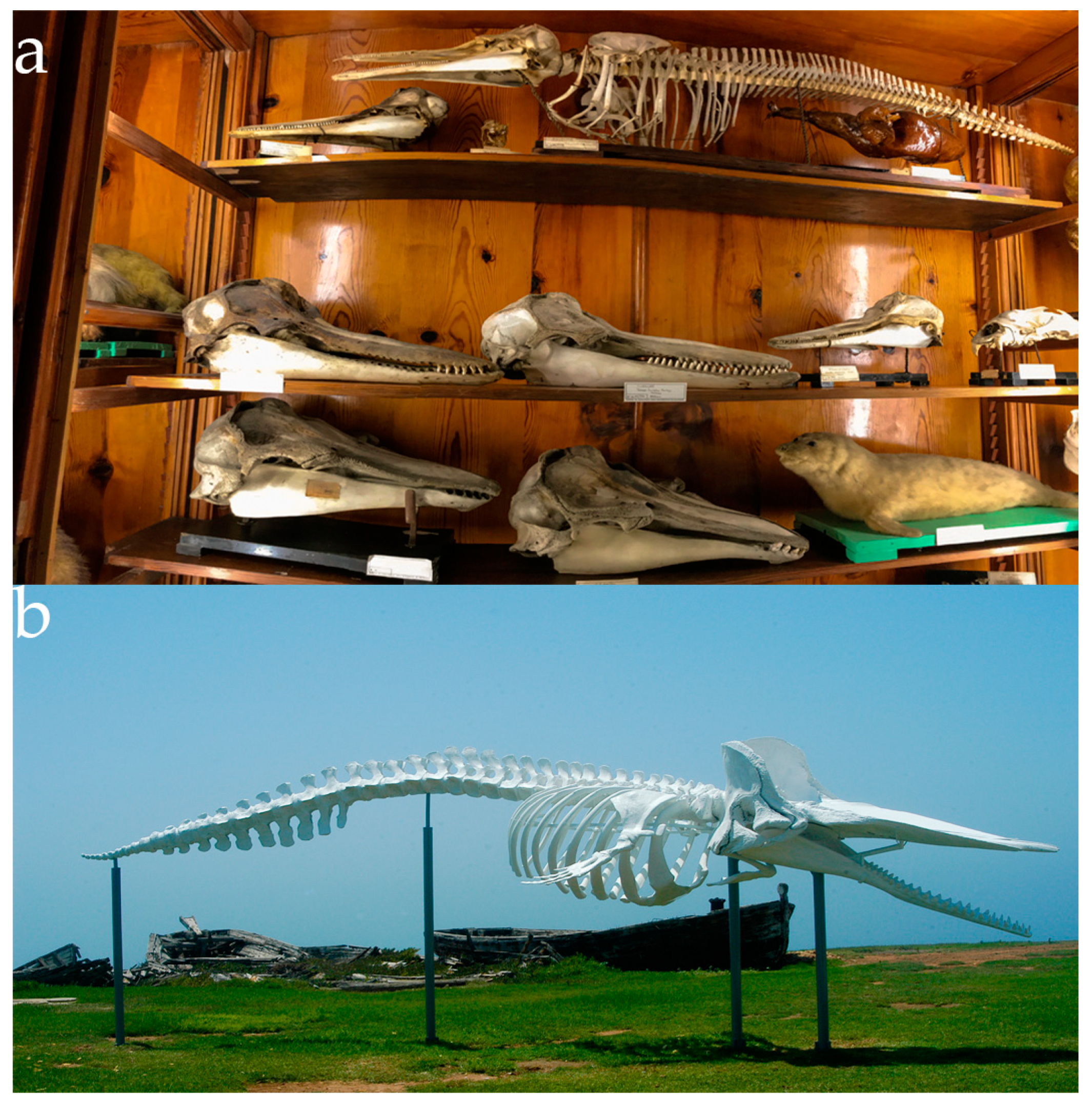 Diversity 13 00104 g006 Diversity 13 00104 g006