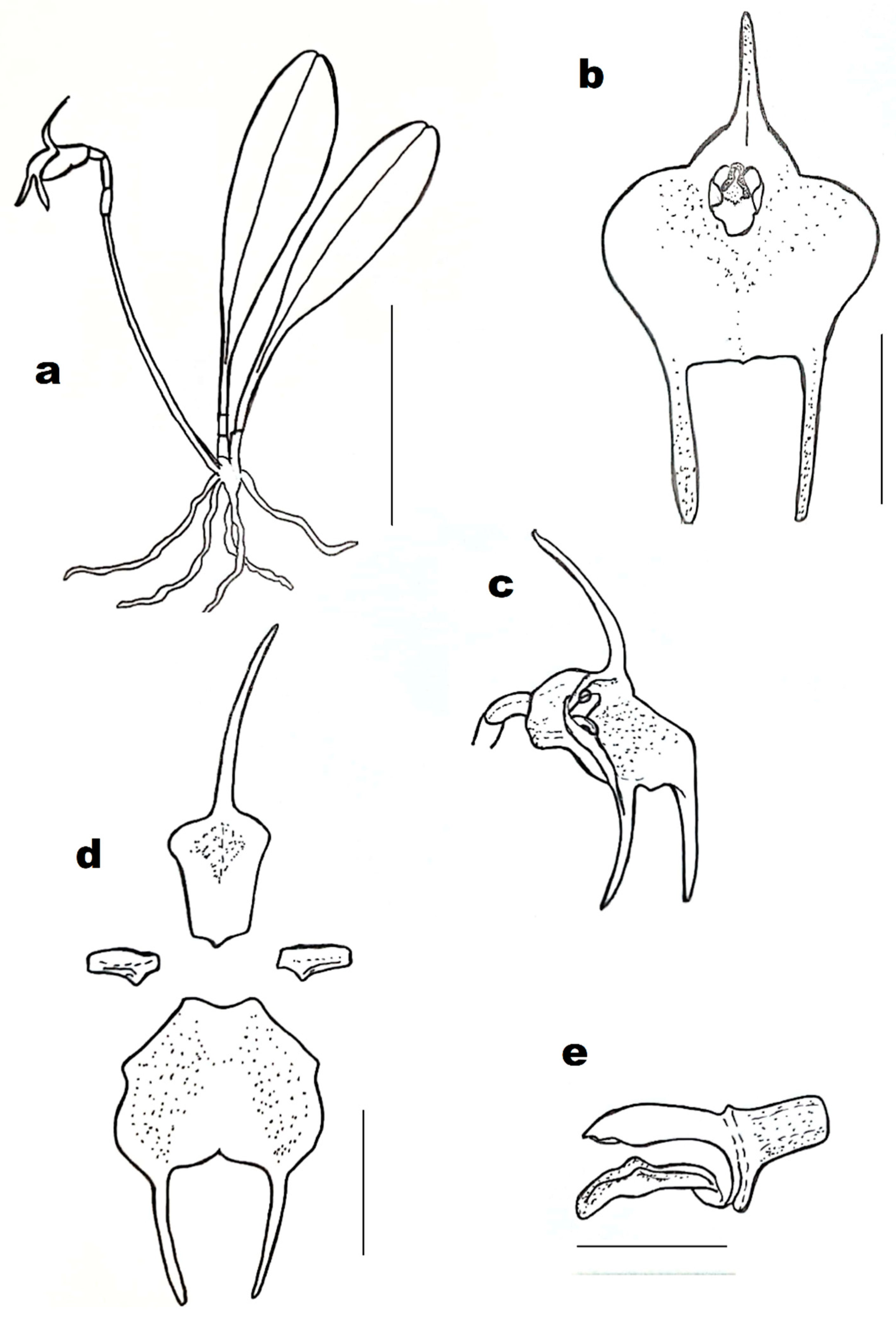 Diversity 13 00108 g002 550