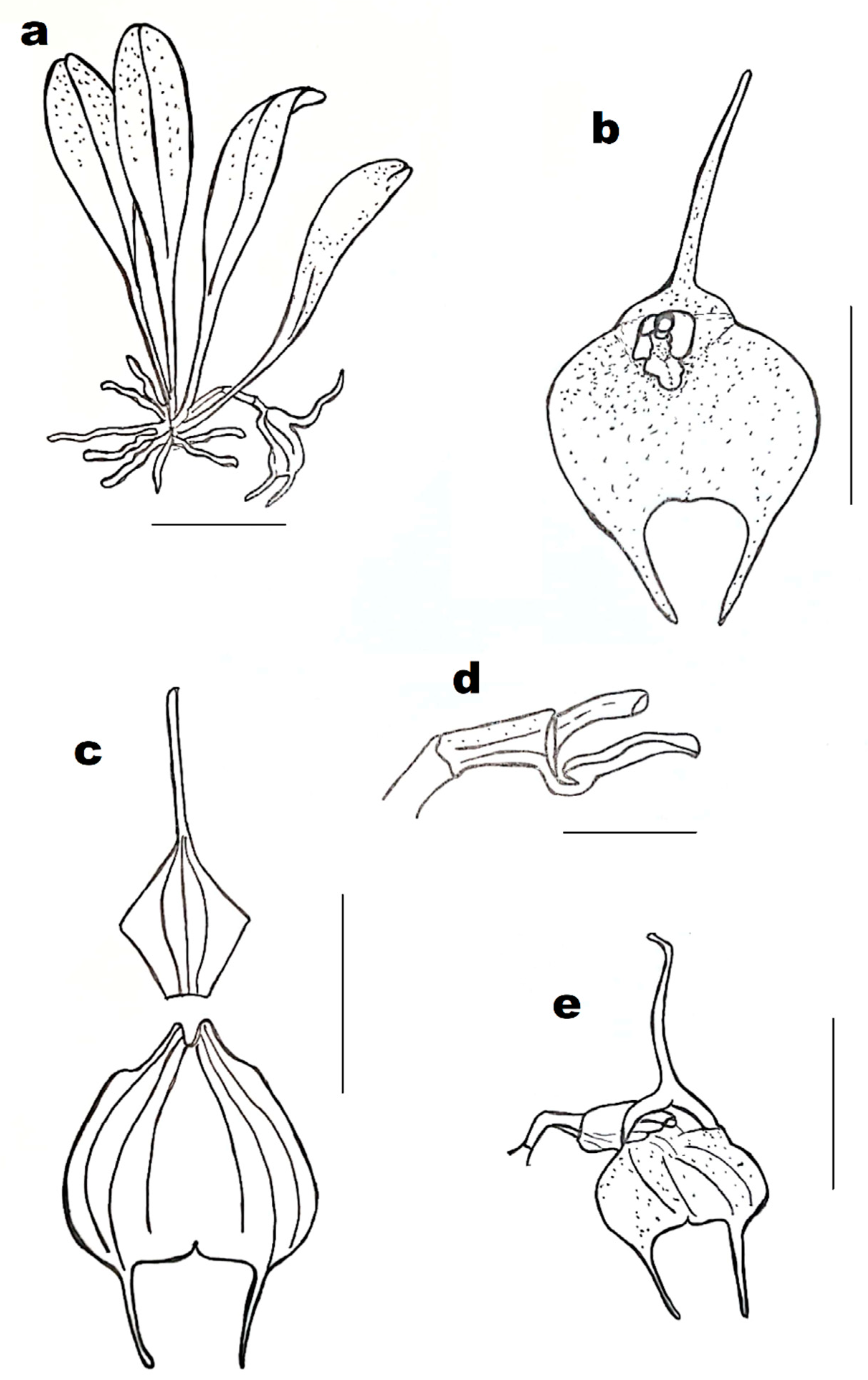 Diversity 13 00108 g003 550